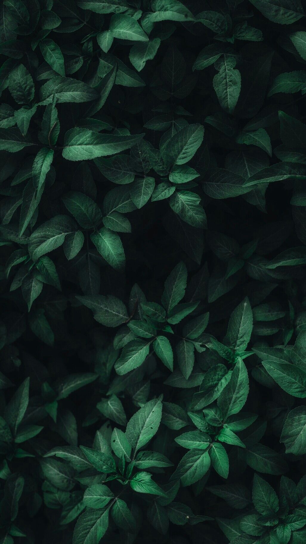 Official iPhone 13 Alpine Green wallpapers