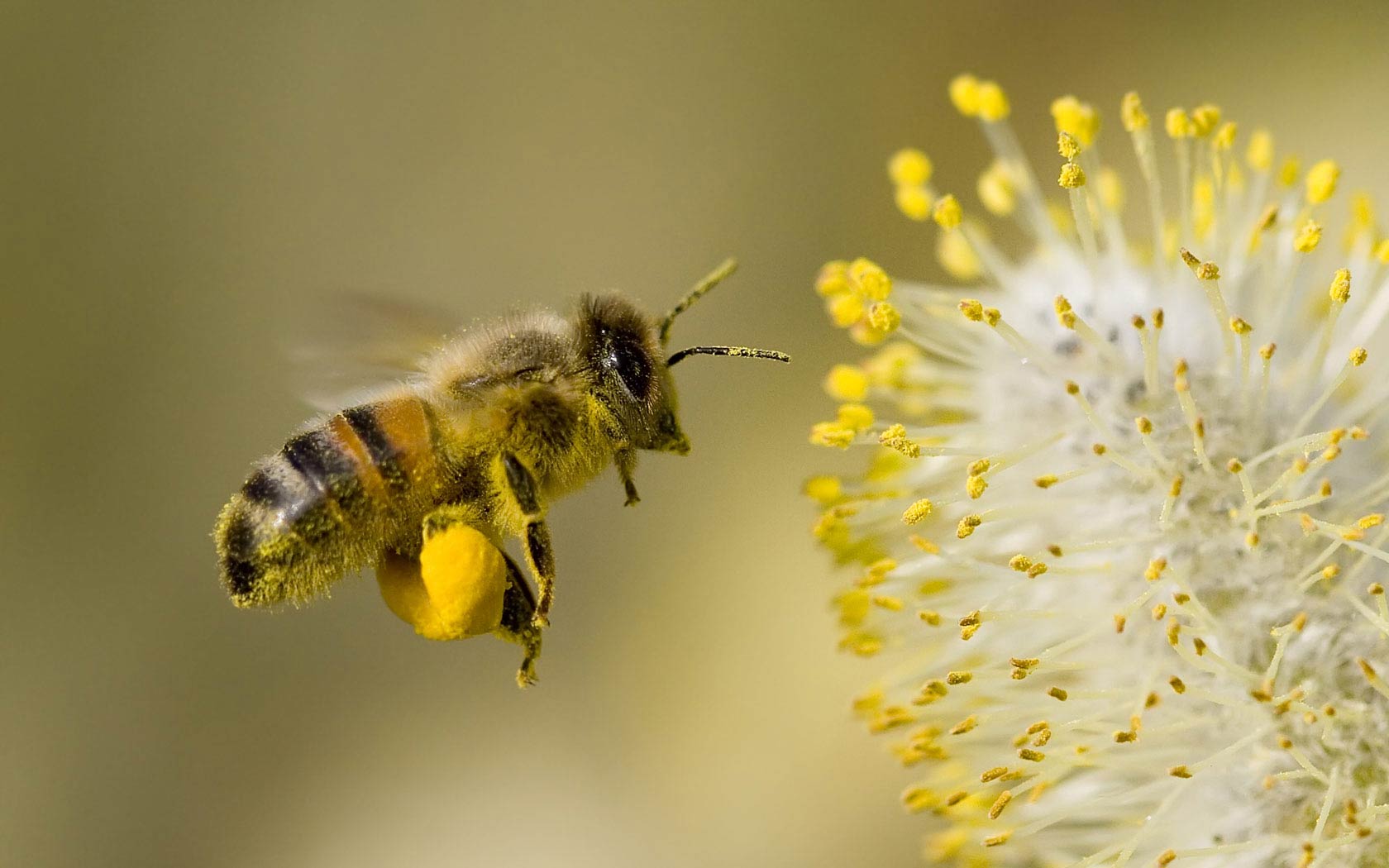 Honey Bee Eating Pollen 4K wallpaper download