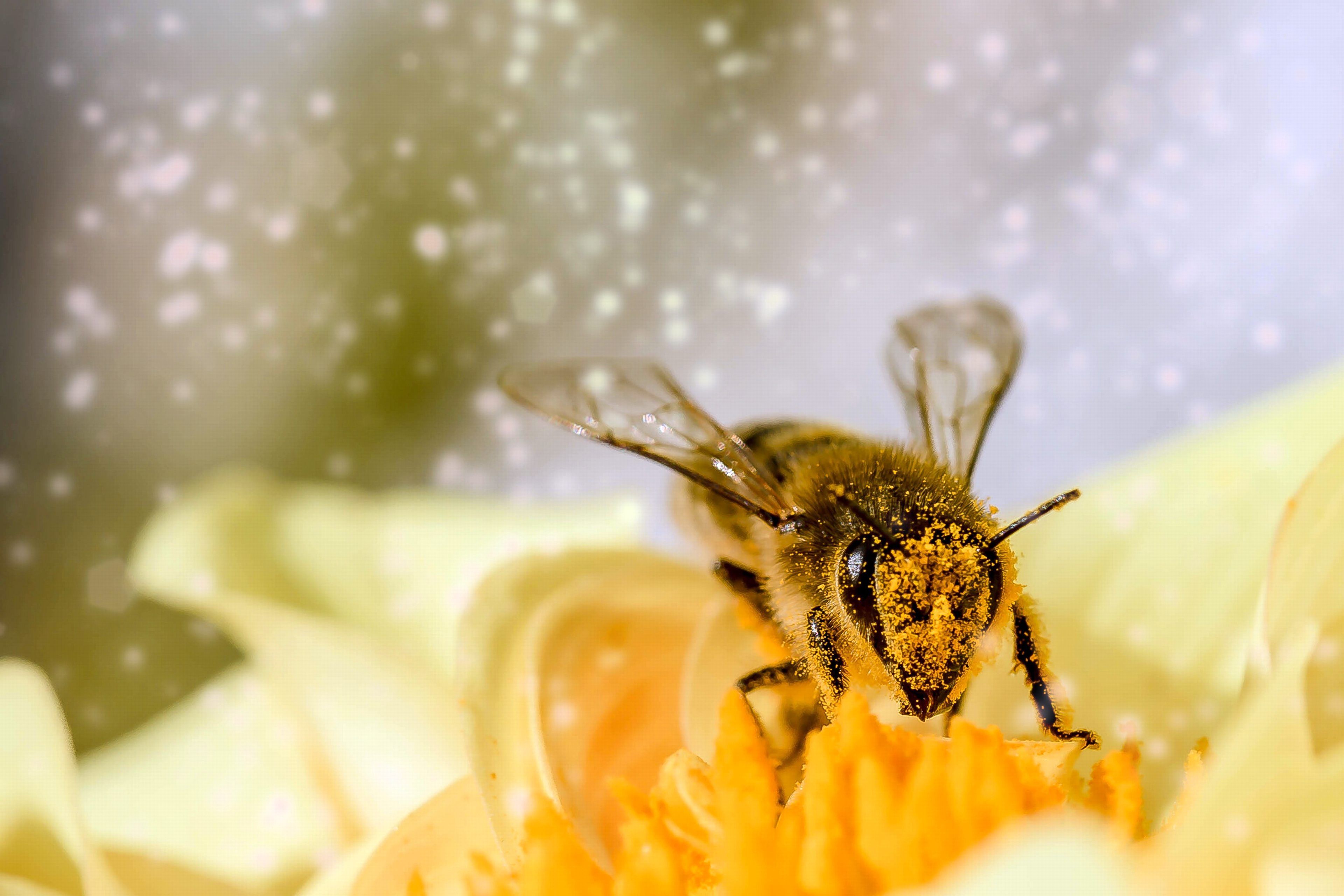 Bee Wallpaper 64 images