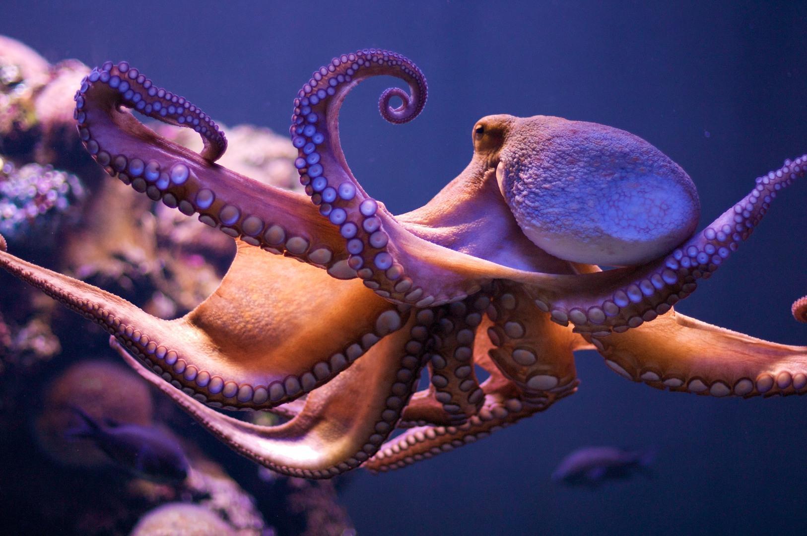 PHONE AMOLED  OCTOPUS Cute Octopus HD phone wallpaper  Pxfuel