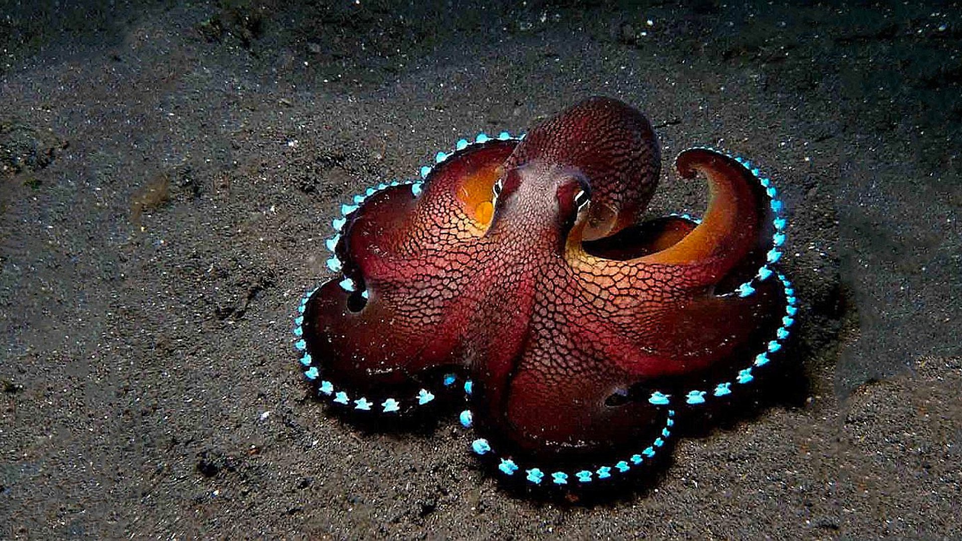 Octopus Wallpapers on WallpaperDog