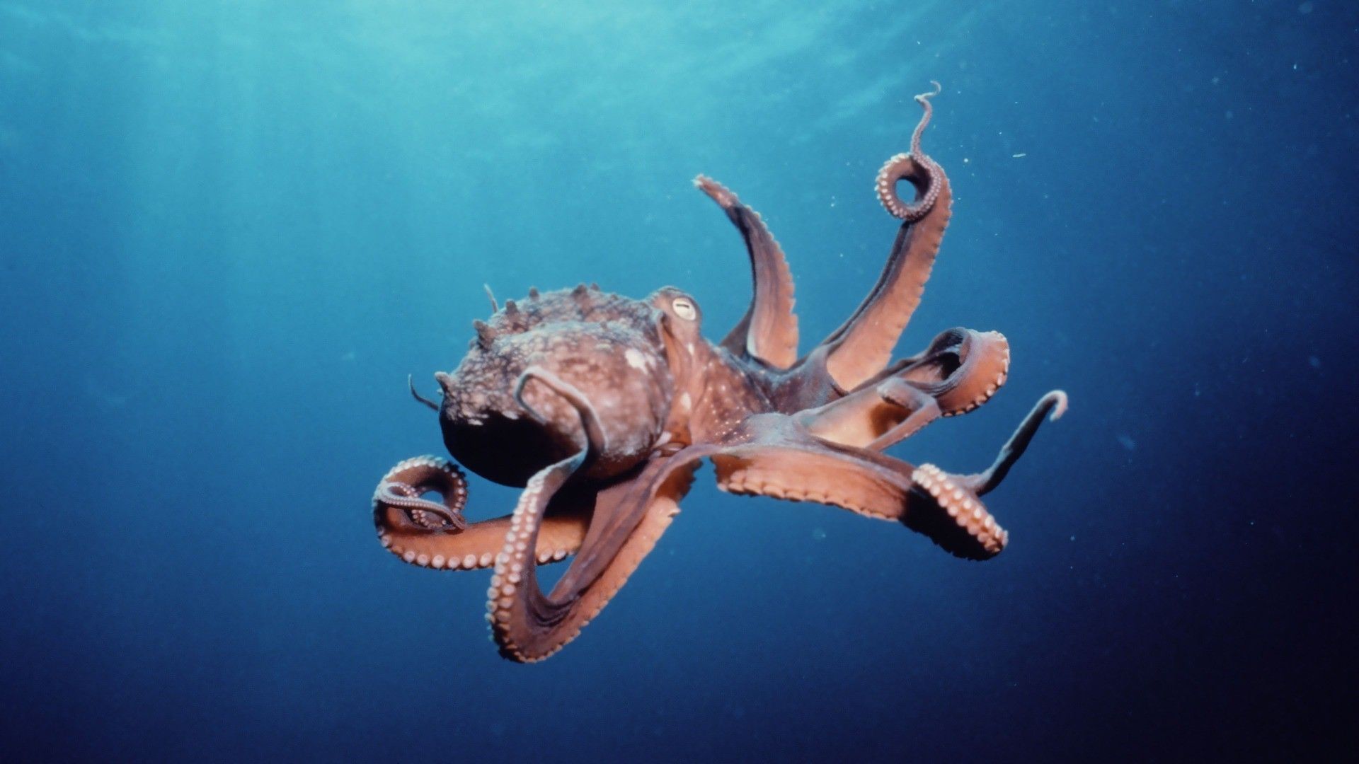 octopus desktop