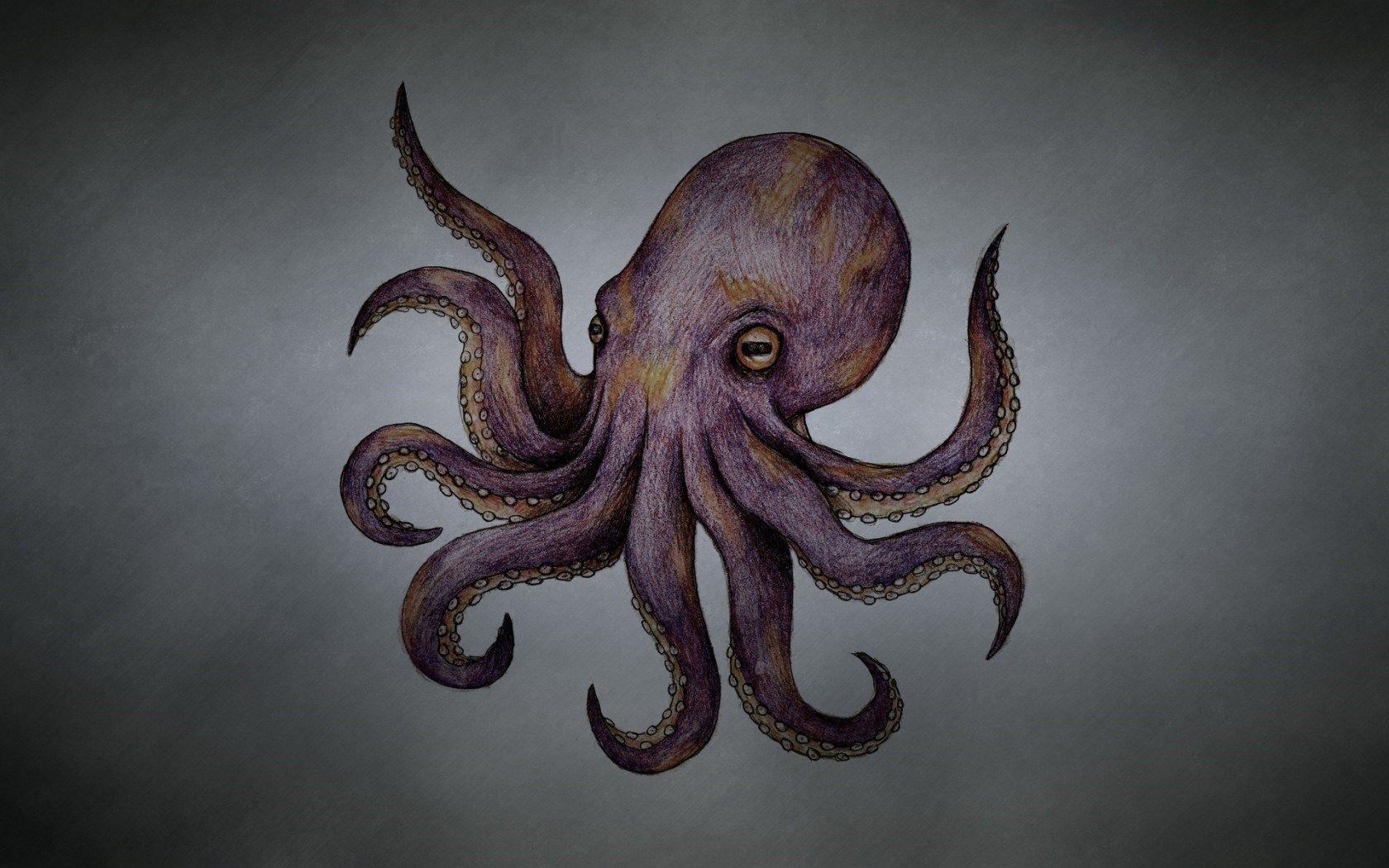 Octopus Adorable Ocean Animal HD phone wallpaper  Pxfuel