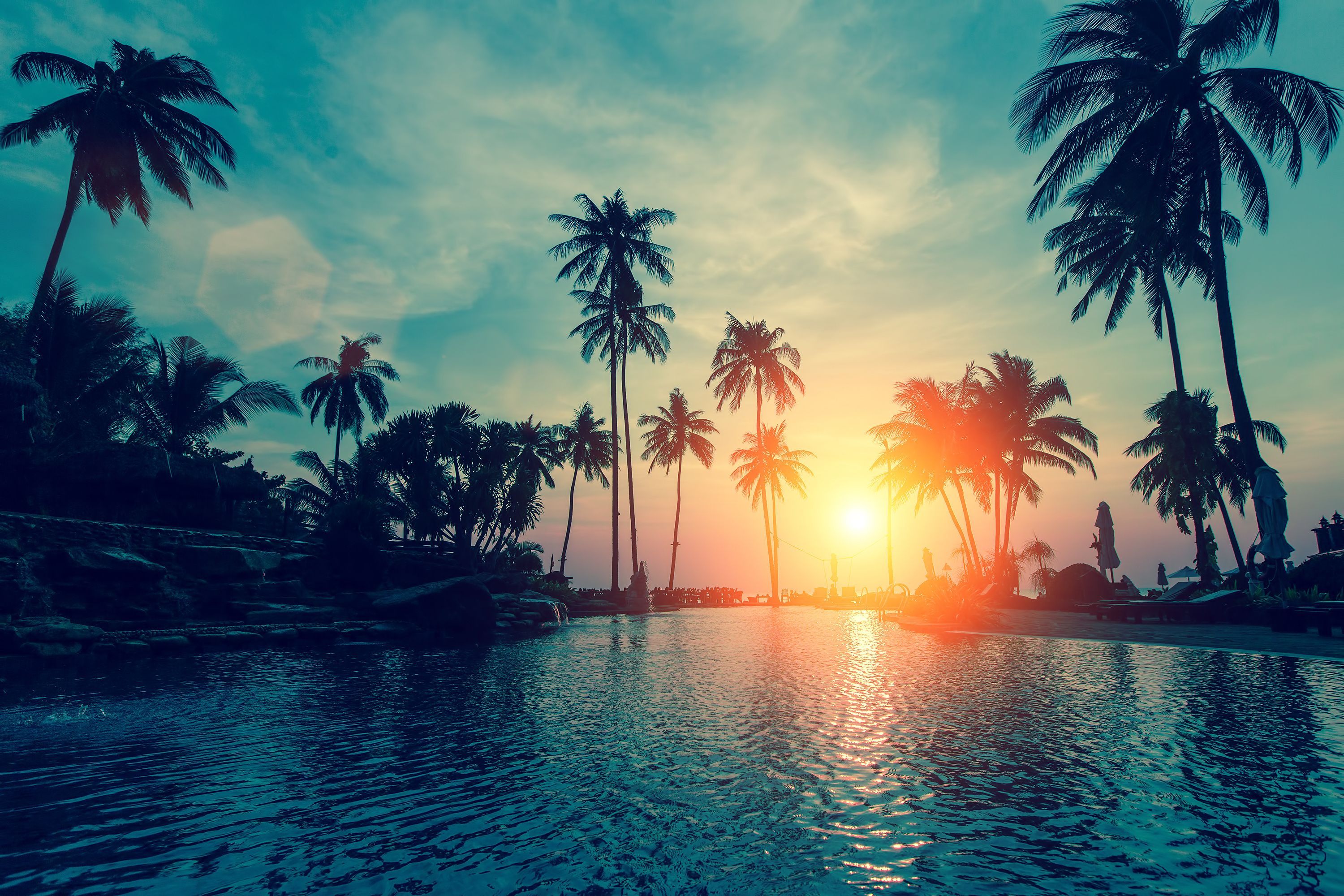 Top 999+ Palm Tree Wallpaper Full HD, 4K✓Free to Use