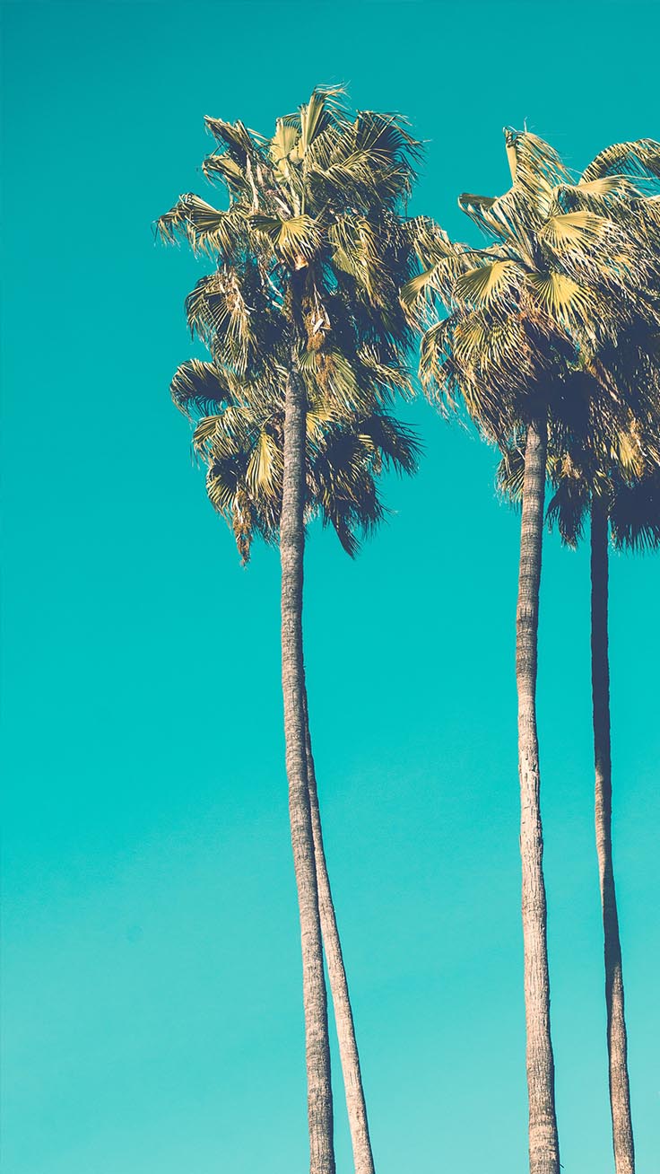 Palm Tree Wallpapers: Free HD Download [500+ HQ] | Unsplash