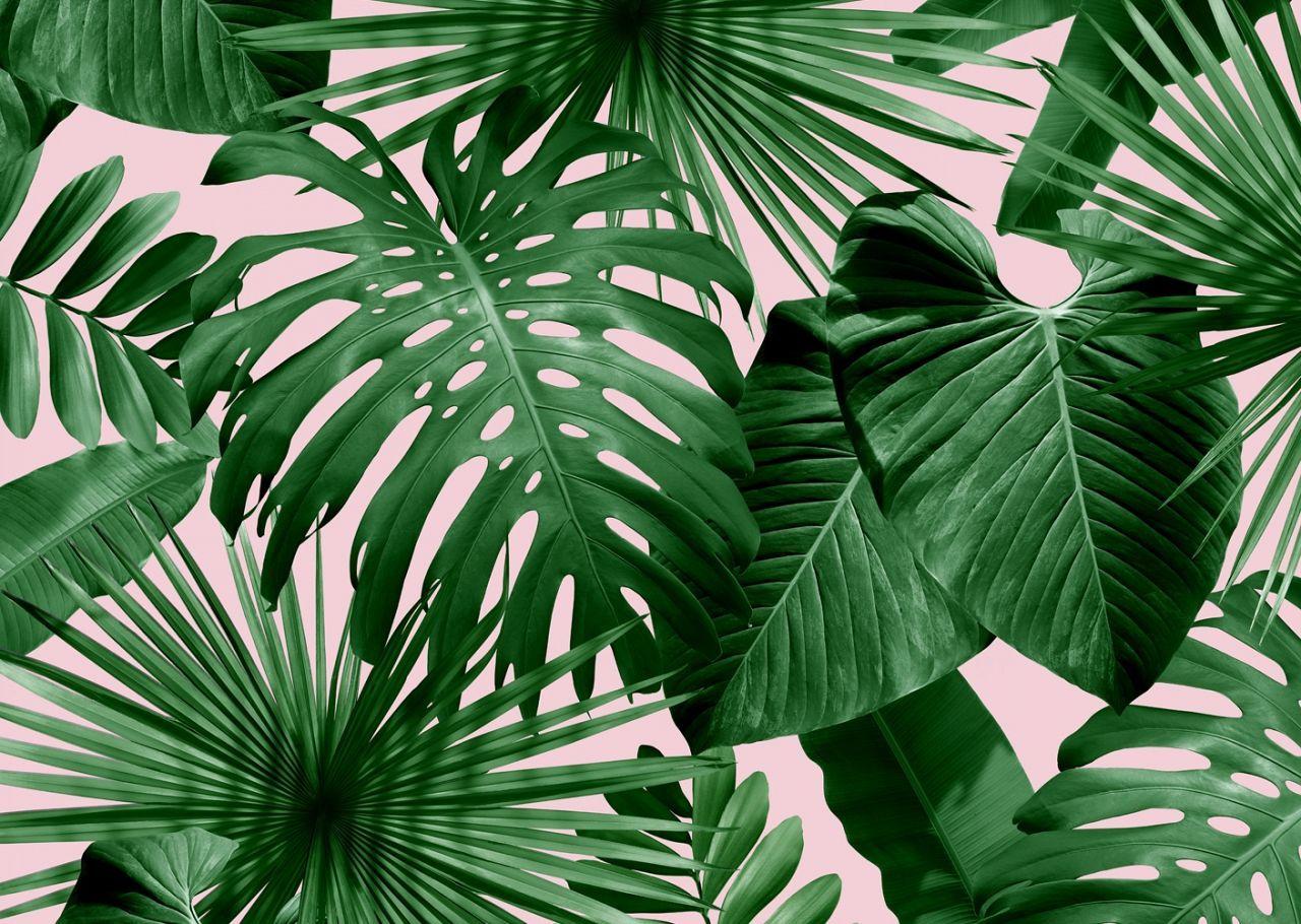 Palm Wallpapers on WallpaperDog