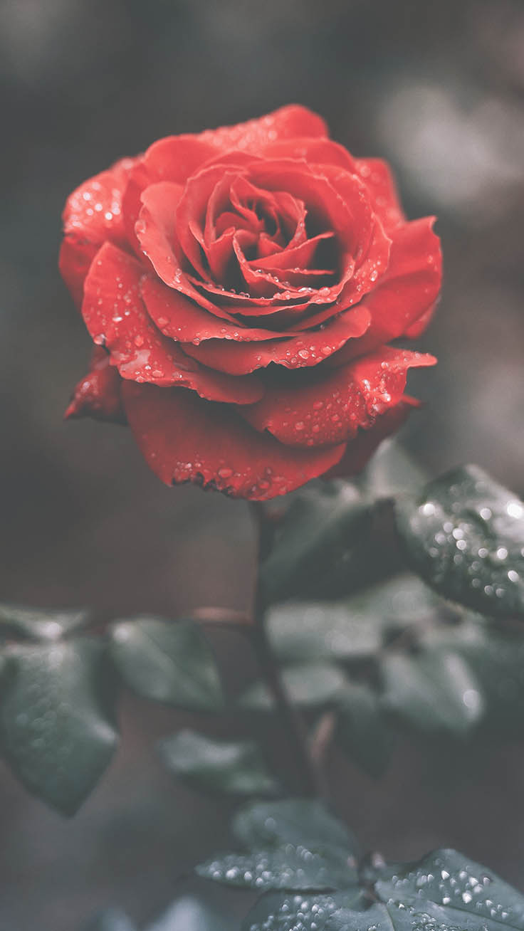 100 Soft Red Aesthetic Wallpapers  Wallpaperscom