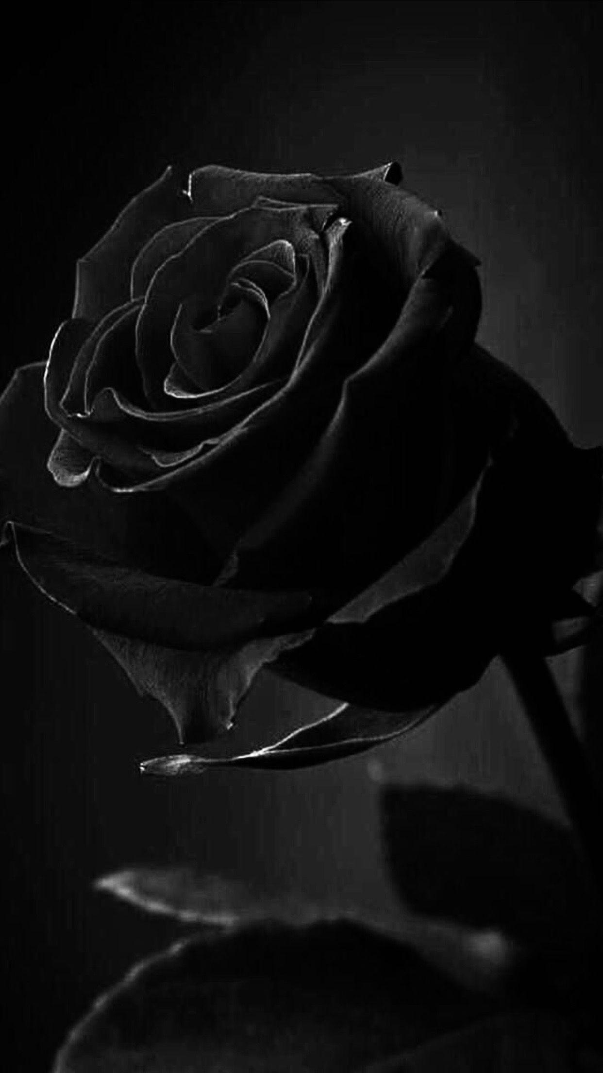 Image result for single red rose black background  Flower background  iphone Rose flower wallpaper Good morning flowers rose