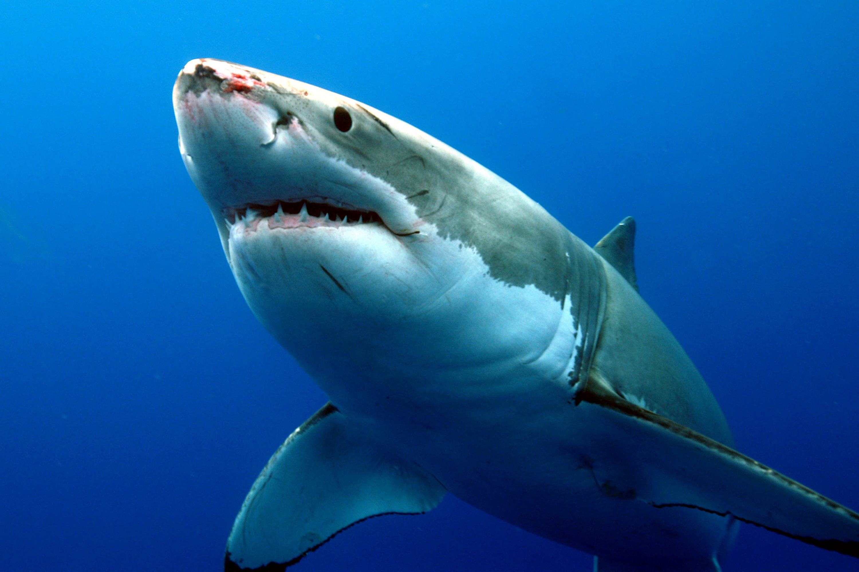 HD wallpaper: Shark Red Fish Great White HD, animals | Wallpaper Flare