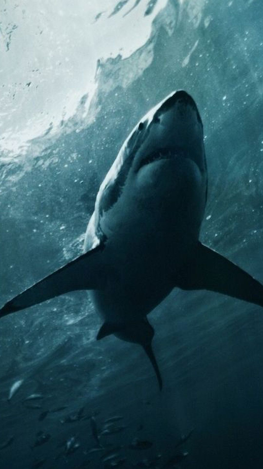 Shark under the water Wallpaper 4k Ultra HD ID:7781