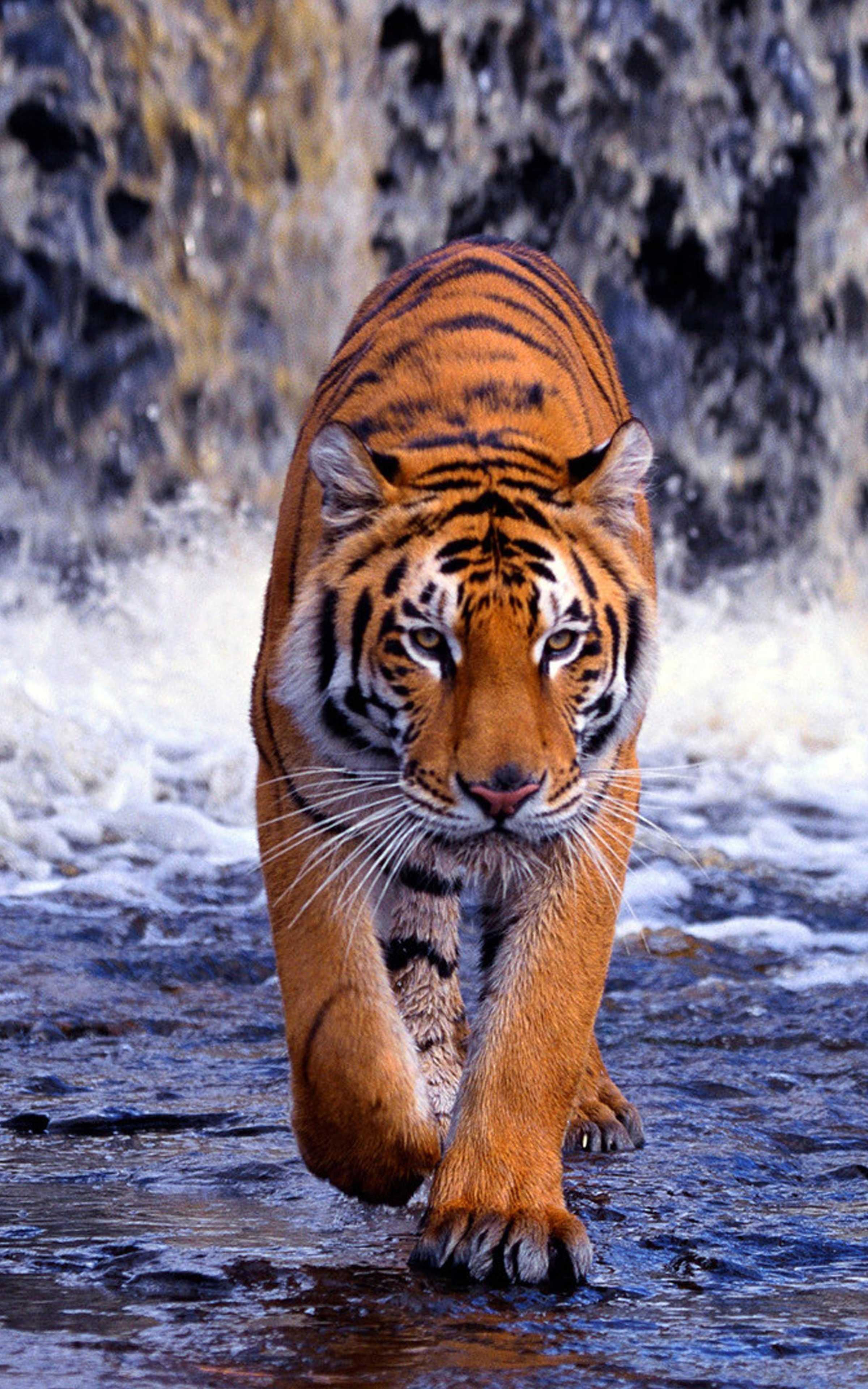 Tiger Wallpaper 4K Walking Top View Water ripples 4265