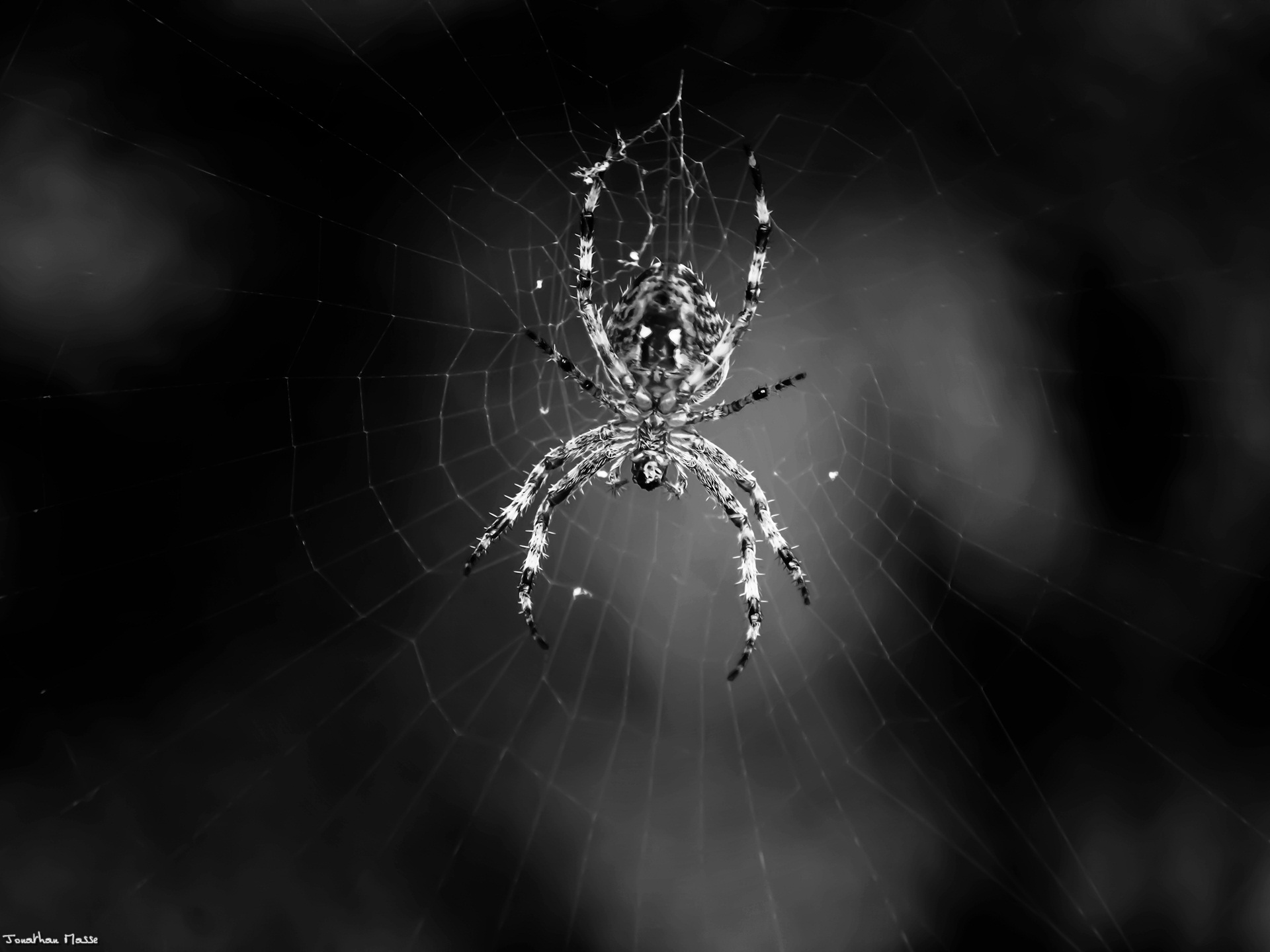 Spider Wallpapers on WallpaperDog