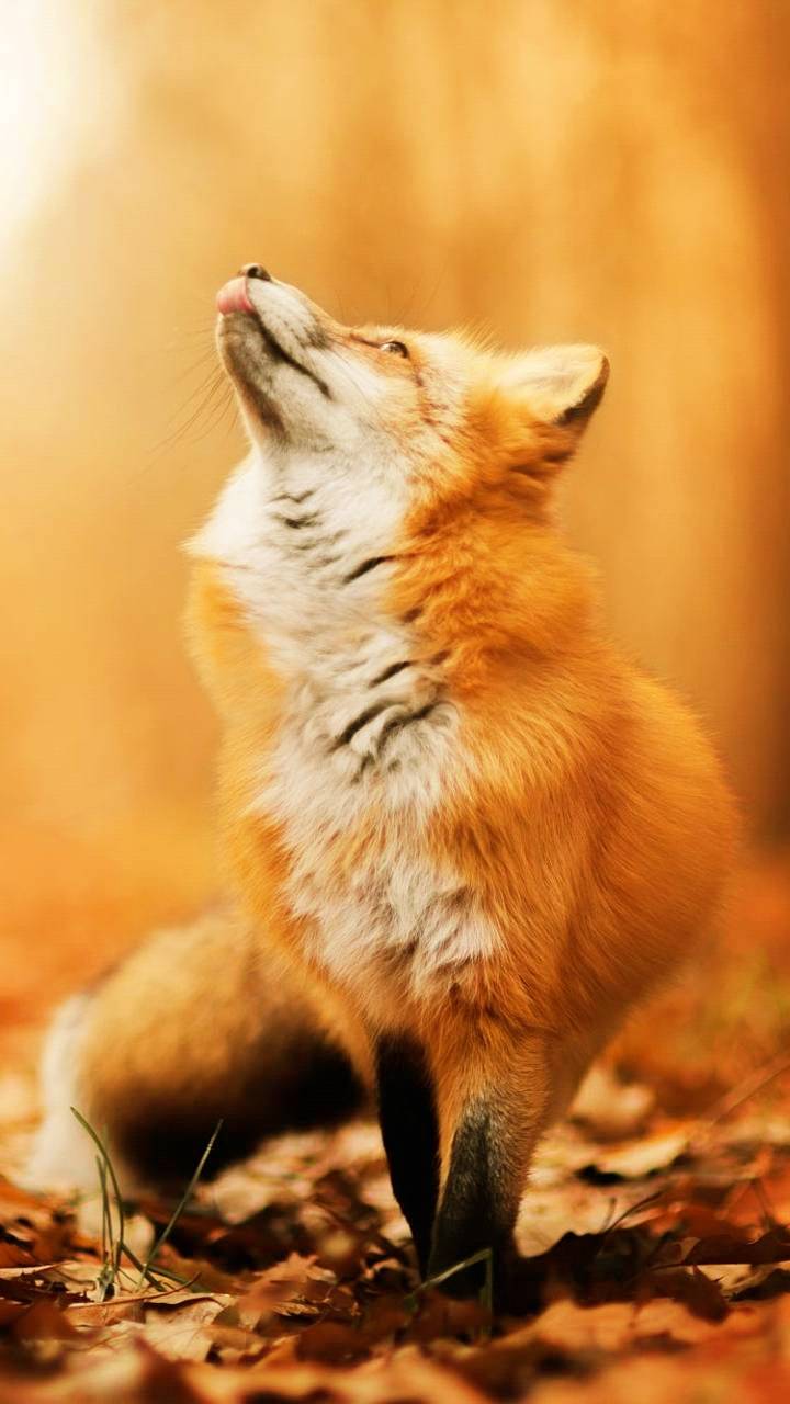 Fox Background 4K Wallpaper iPhone HD Phone #190i