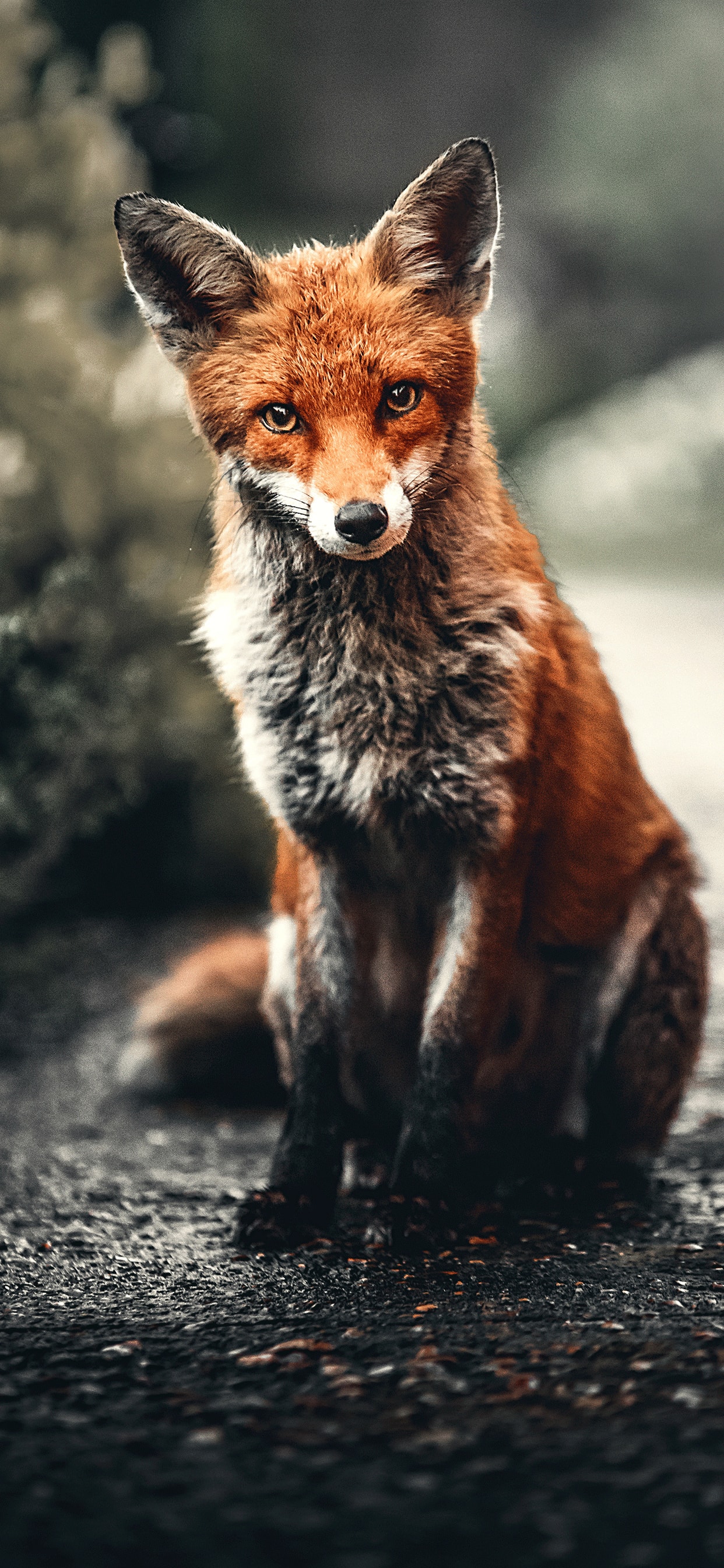 Fox, Animals, Wallpaper, Background, Generative AI, Illustration Stock  Illustration | Adobe Stock