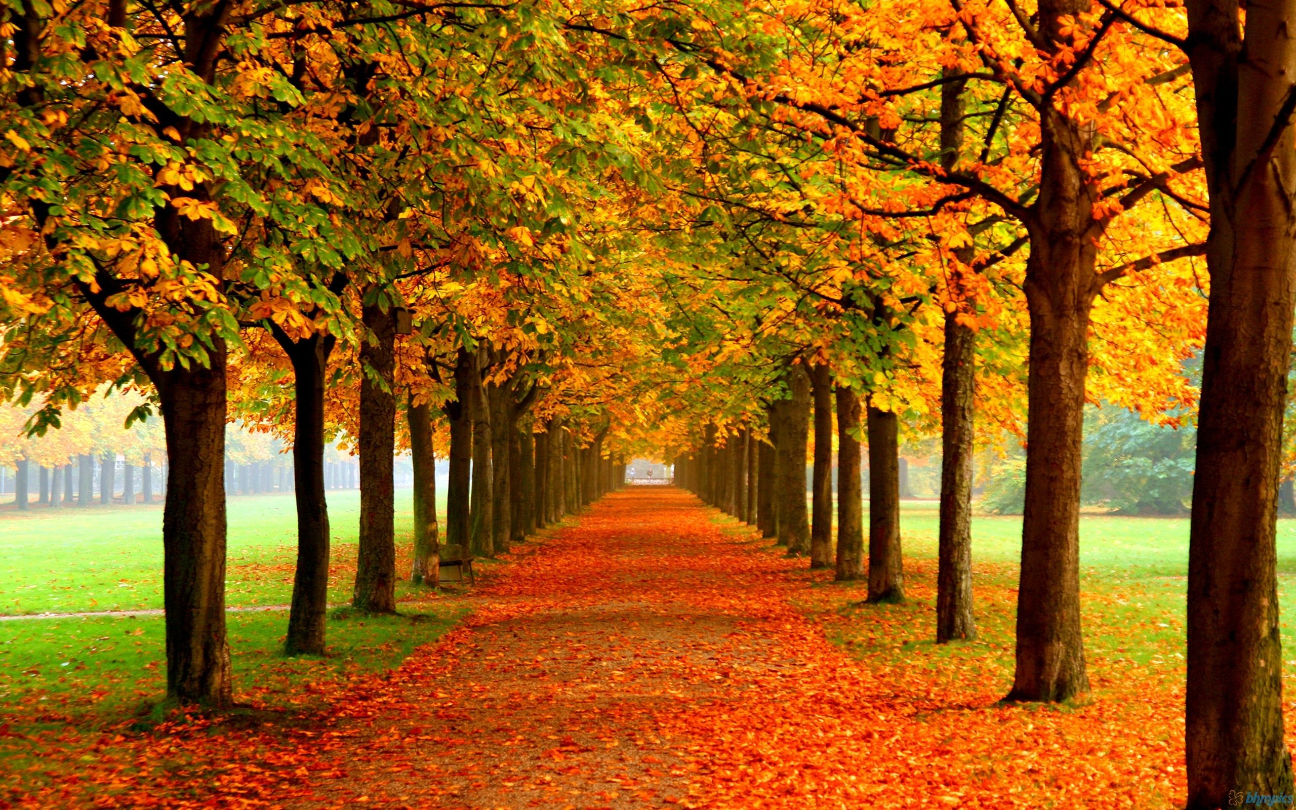 Autumn HD wallpapers  Pxfuel