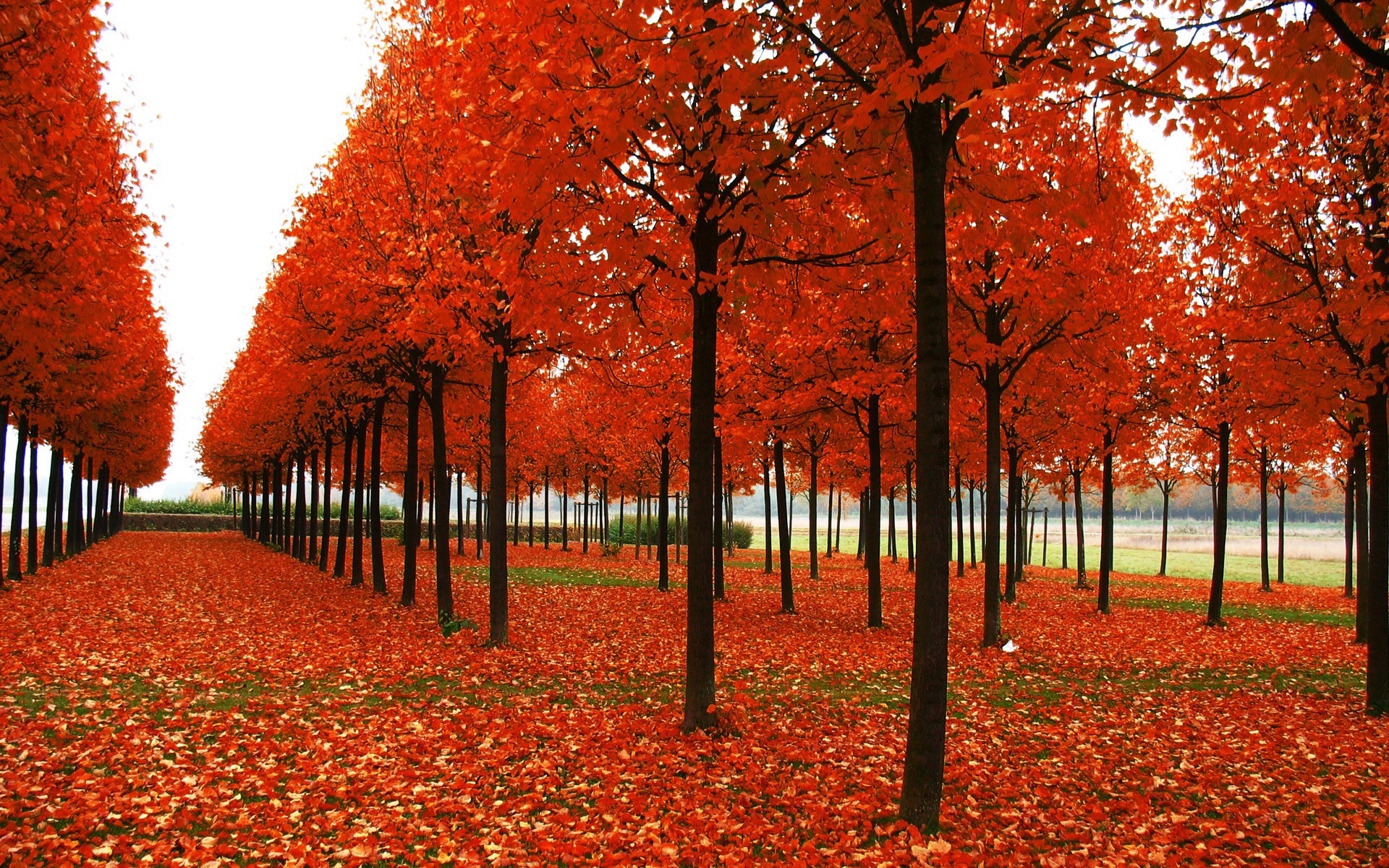 Amazing Autumn Wallpapers  Top Free Amazing Autumn Backgrounds   WallpaperAccess