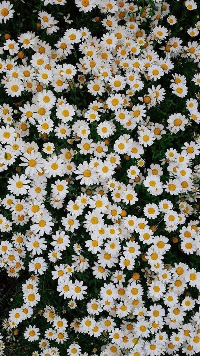 Daisy Wallpaper  iPhone Android  Desktop Backgrounds