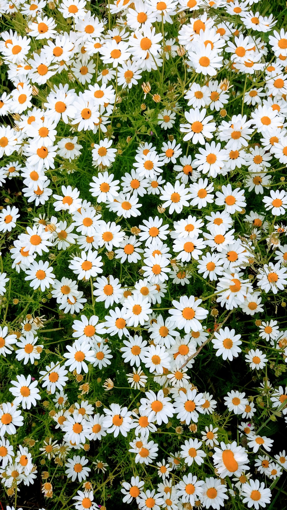 Small Daisy Mobile Phone Wallpaper Images Free Download on Lovepik   400459002