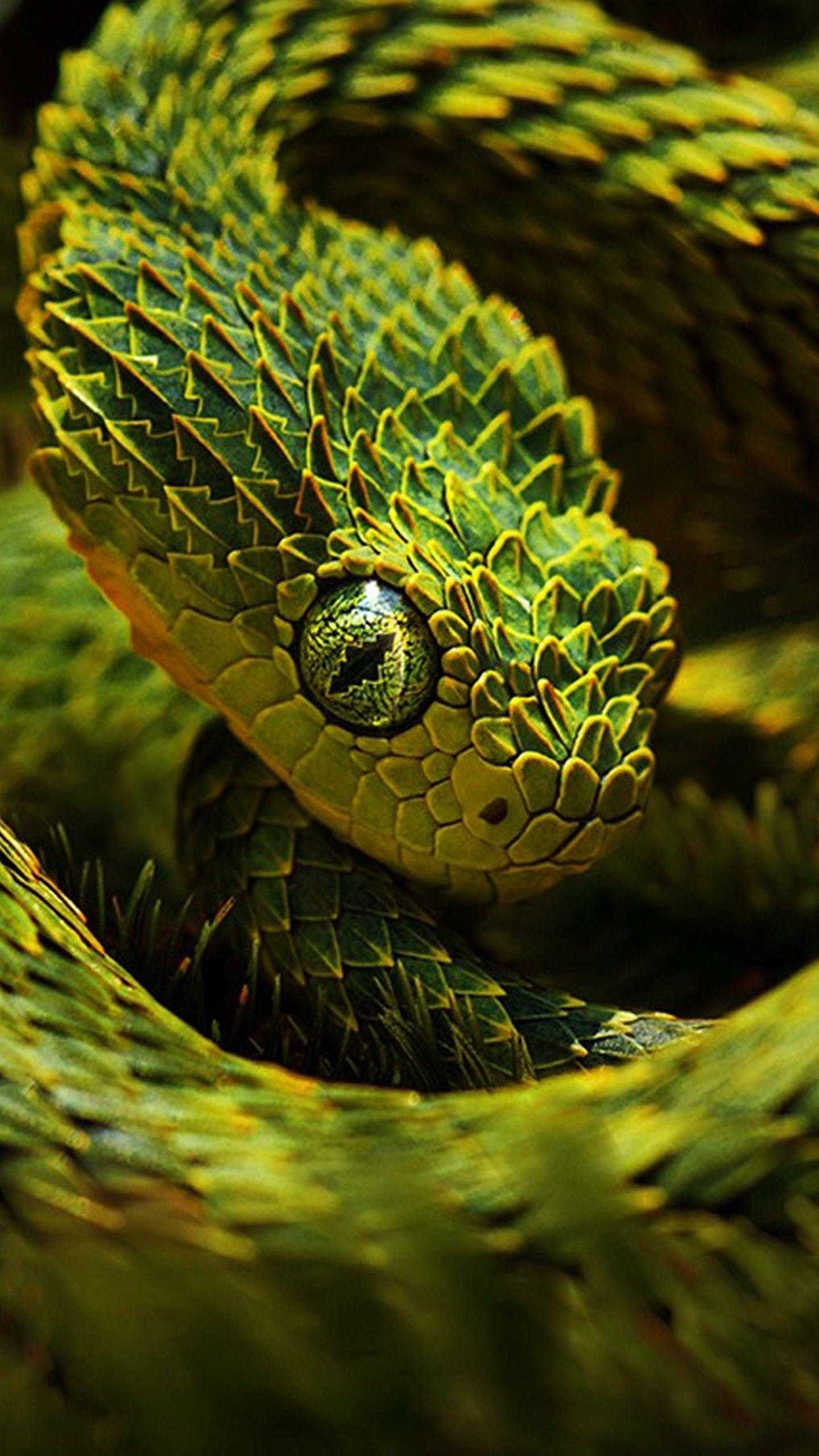 Yellow Eyes Green Python Snake On Green Plant In Blur Green Background 4K  HD Snake Wallpapers  HD Wallpapers  ID 83643