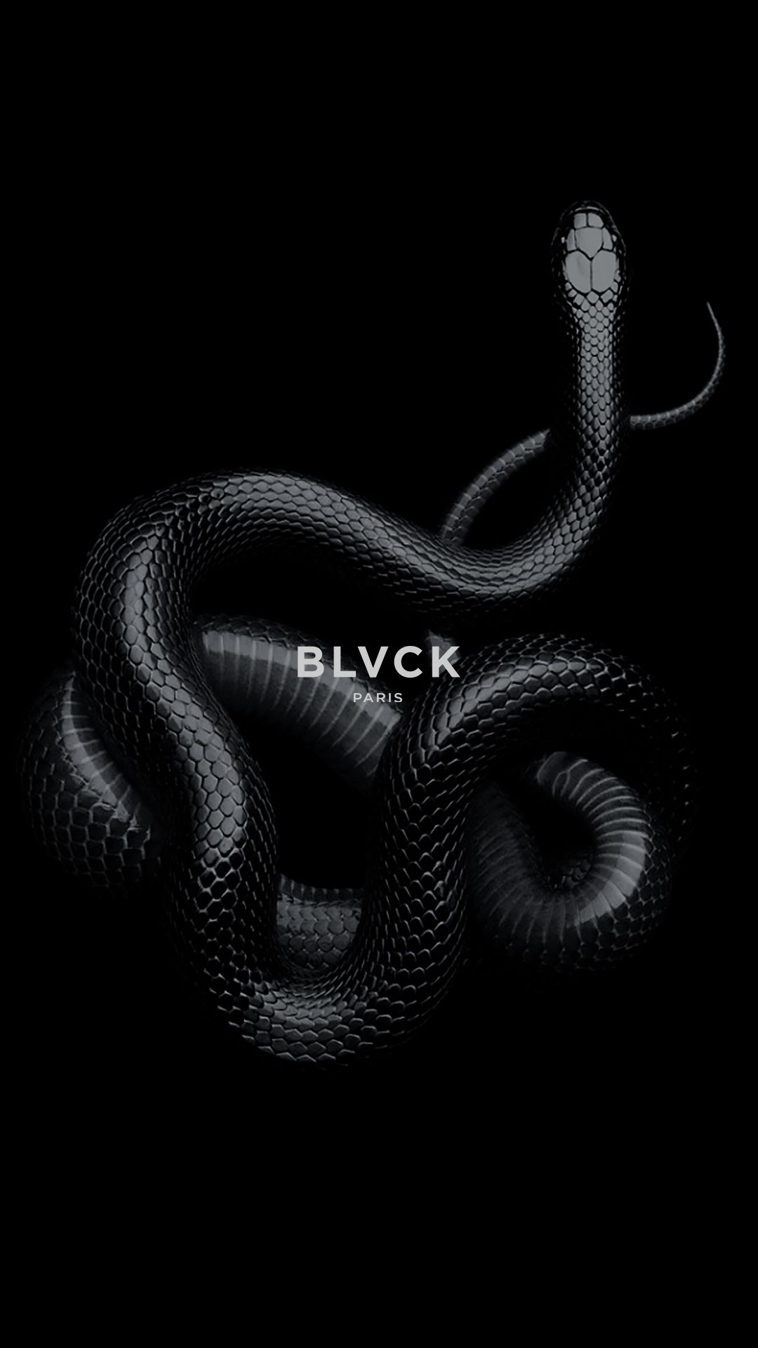 3Wallpapers for iPhone on Twitter iPhone Wallpaper Snakes  snakes   Download in HD gt httpstcoRWJIsIlOUn httpstcoFOeET9ys8f  X