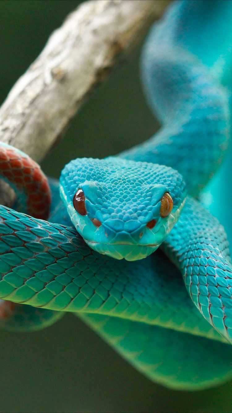 Snakes Wallpapers 61 pictures