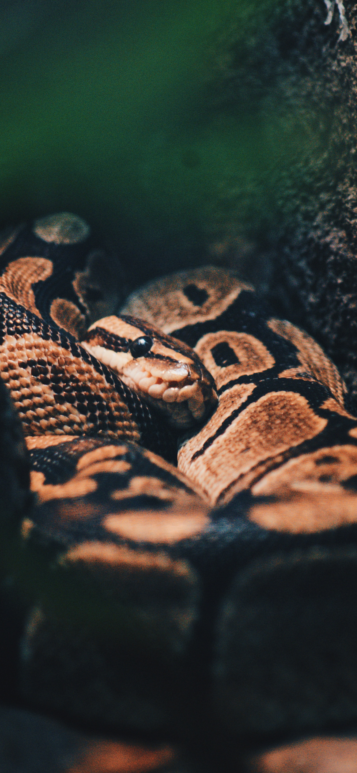 Snake Wallpapers on WallpaperDog
