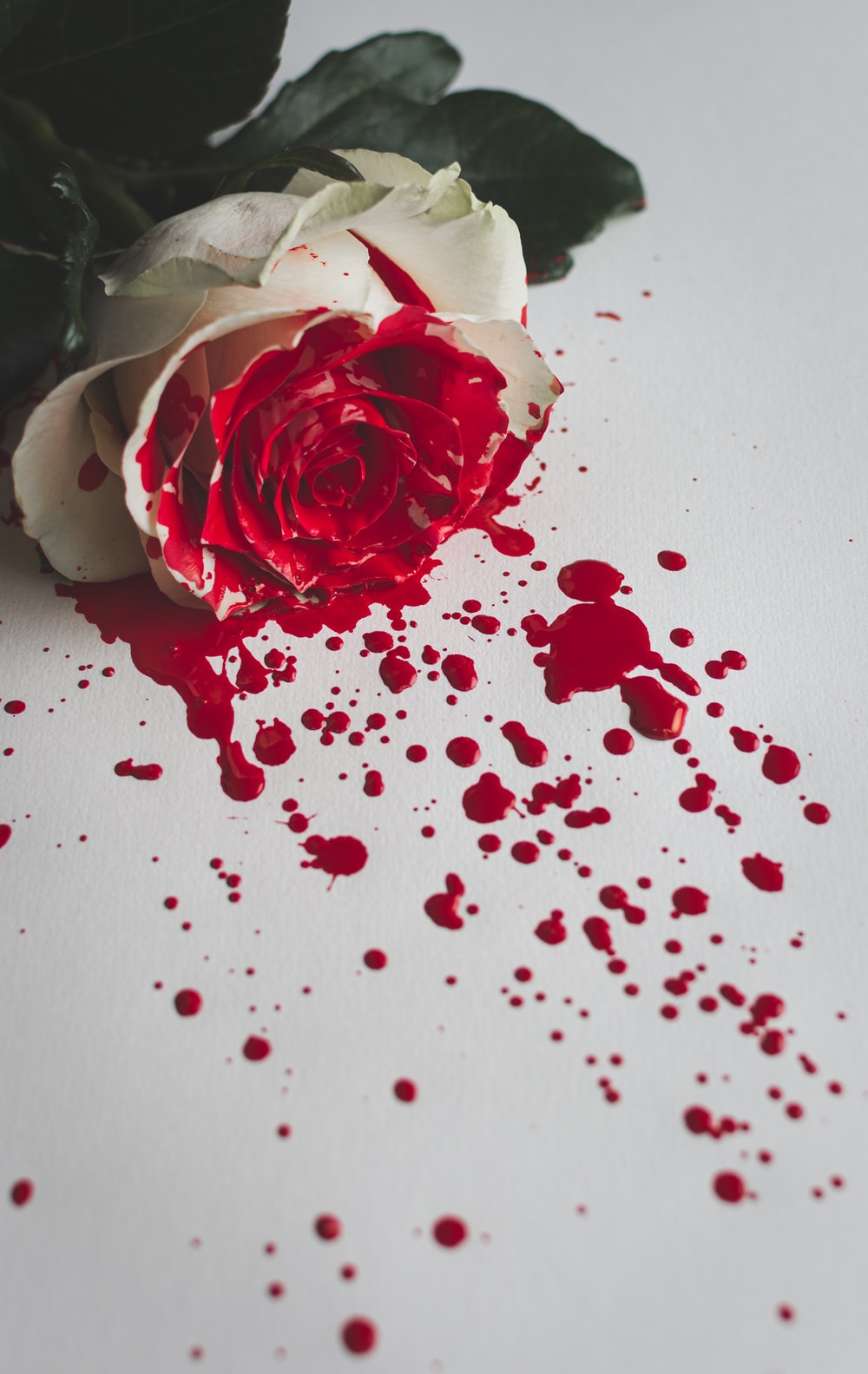 bloody black rose wallpaper