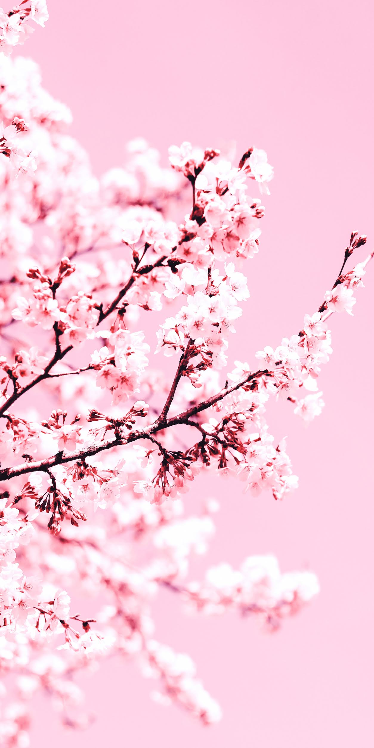 Cherry Blossom Wallpapers on WallpaperDog
