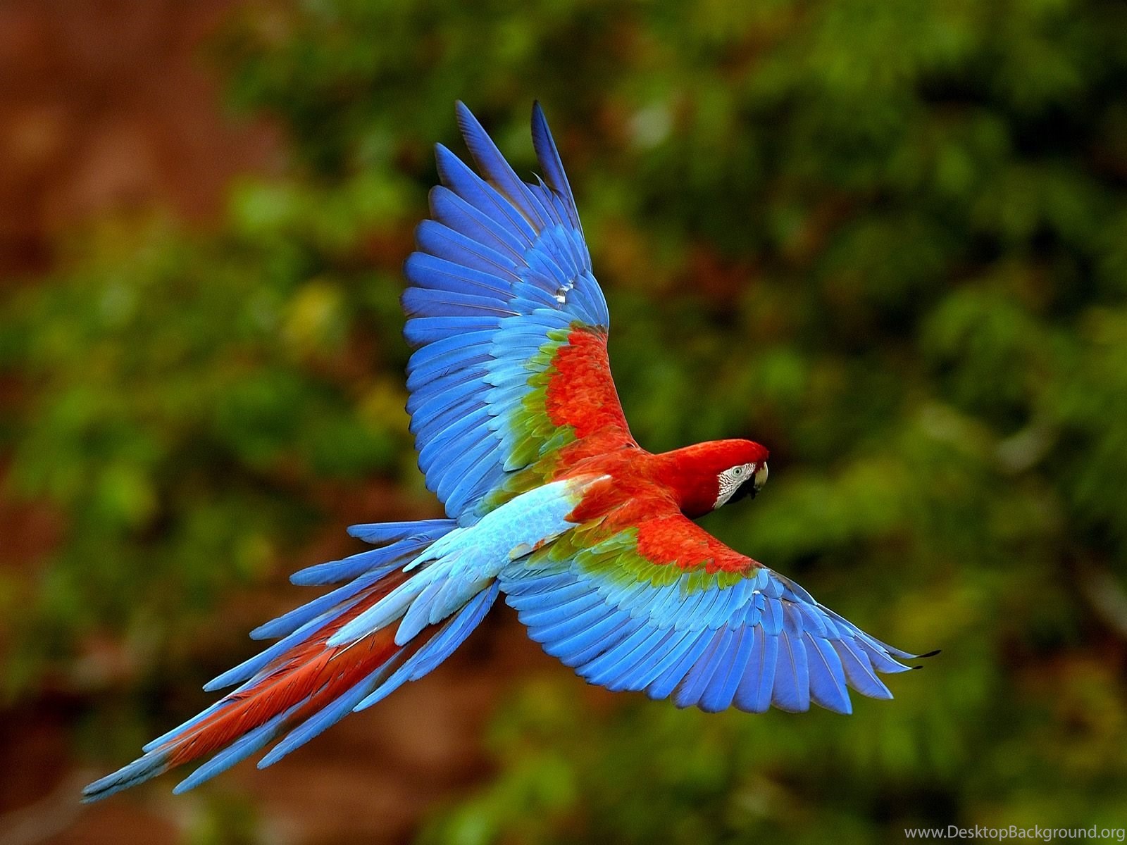 265672 parrot macaw bird and beak hd Xiaomi Poco X2 wallpaper 1080p  1080x2400  Rare Gallery HD Wallpapers
