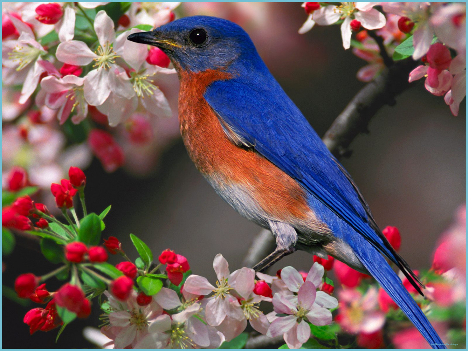 Blue Chinoiserie Wallpaper Flowers  Birds  lifencolors