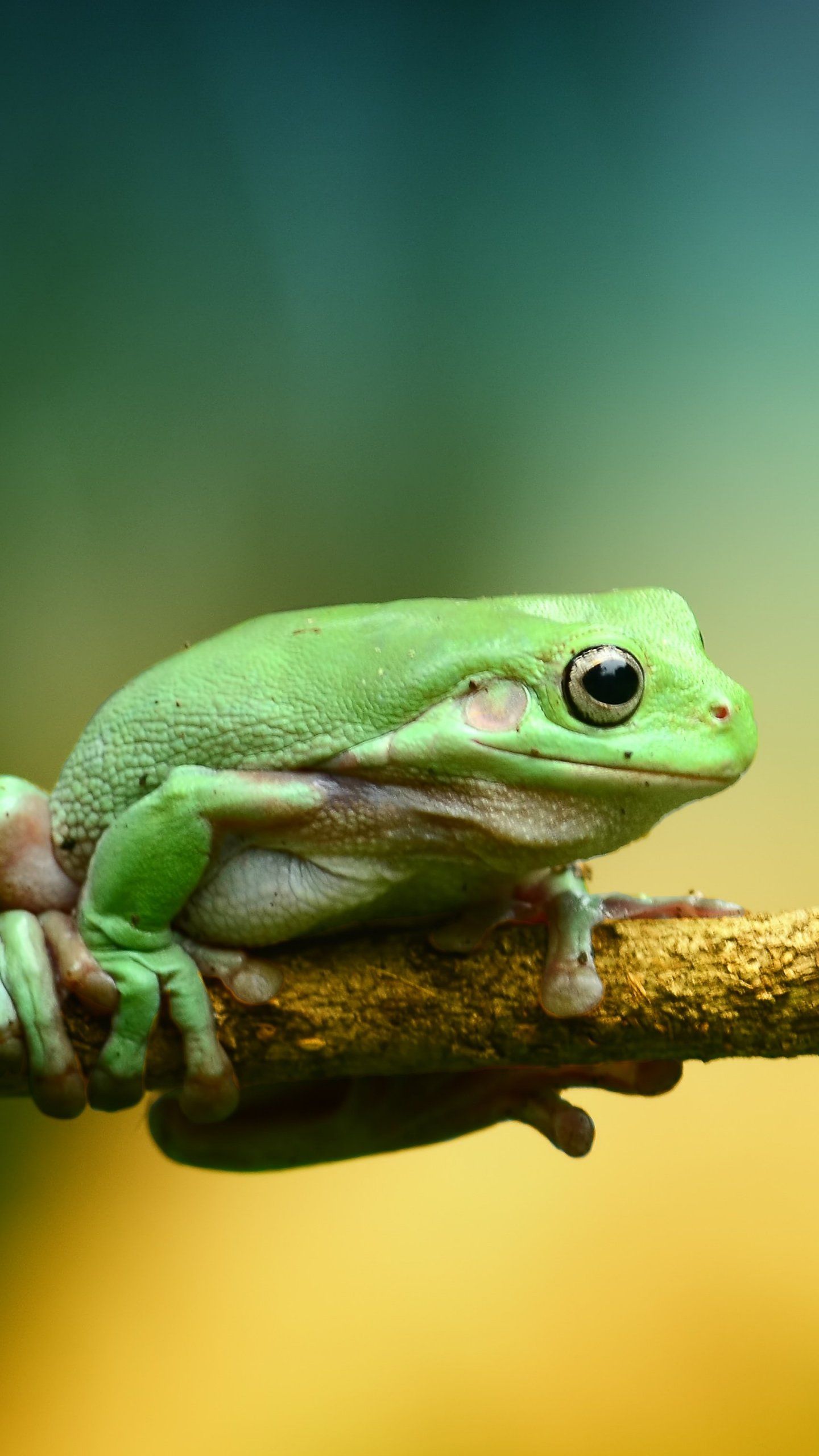 Mushroom Frog Wallpapers  Top Free Mushroom Frog Backgrounds   WallpaperAccess