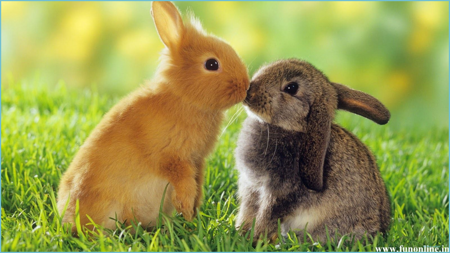 Download Two Rabbits Kissing In The Grass Wallpaper  Wallpaperscom