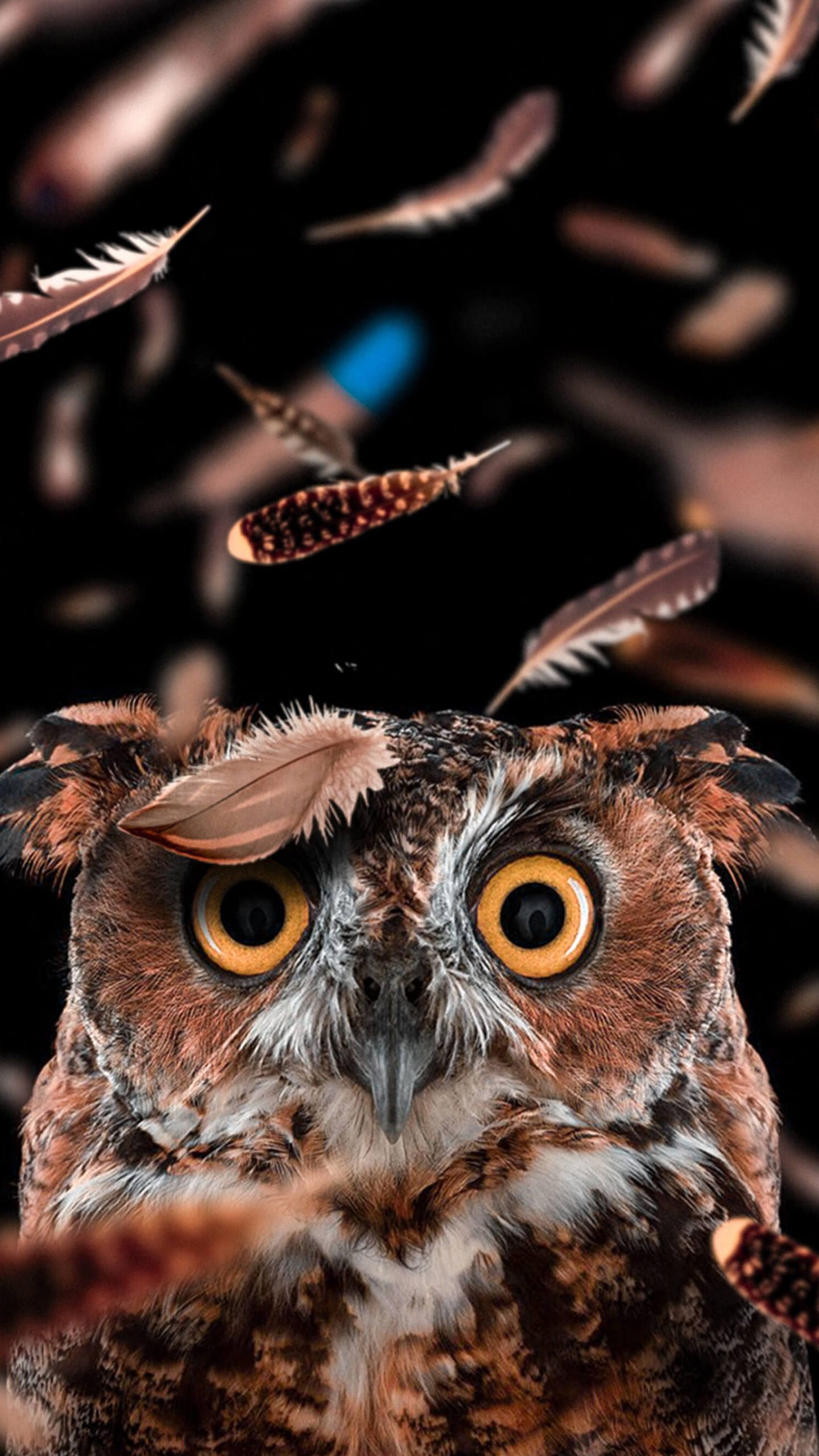 Owl Wallpapers on WallpaperDog