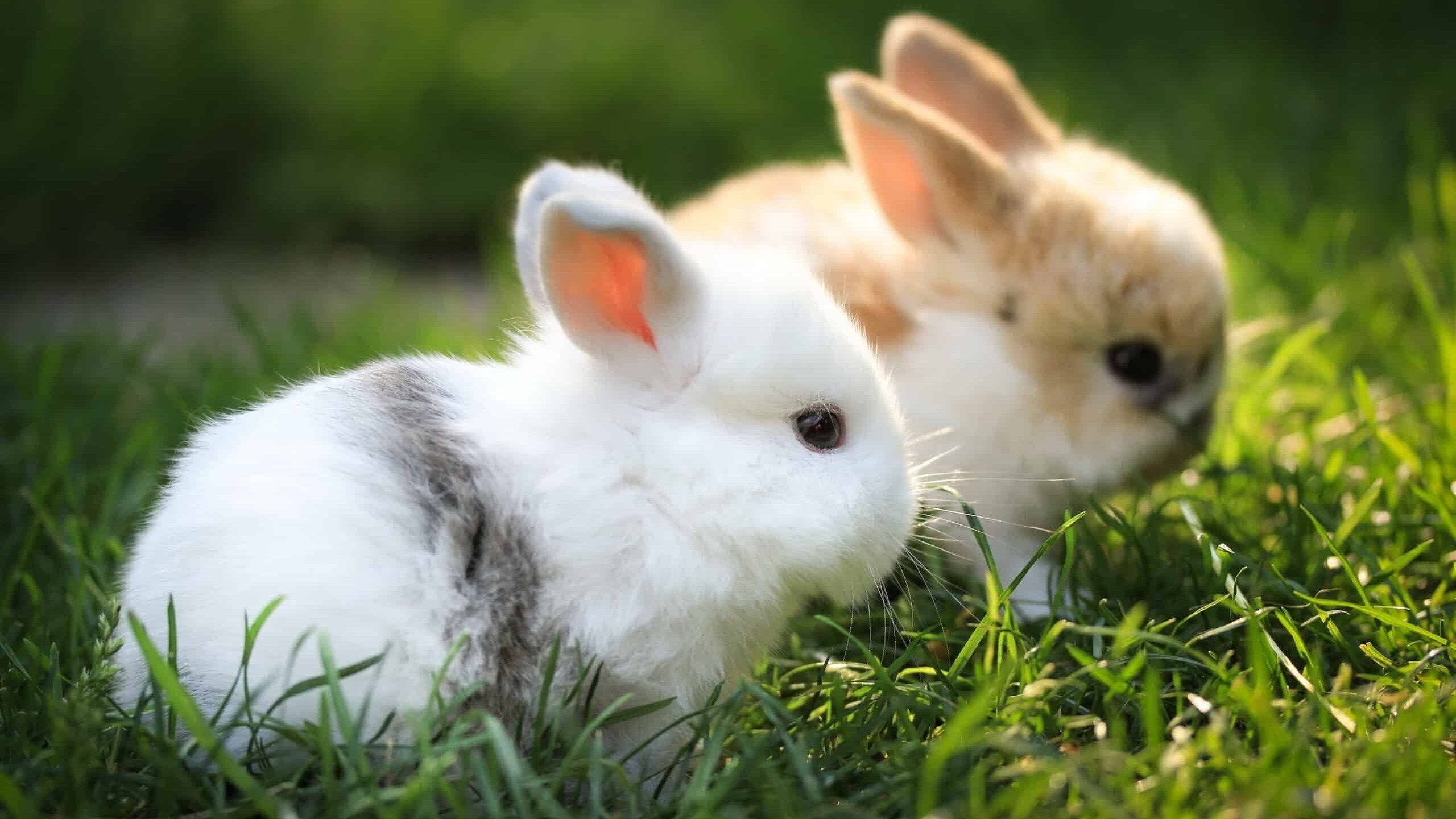 Cute Bunny Pictures  Download Free Images on Unsplash