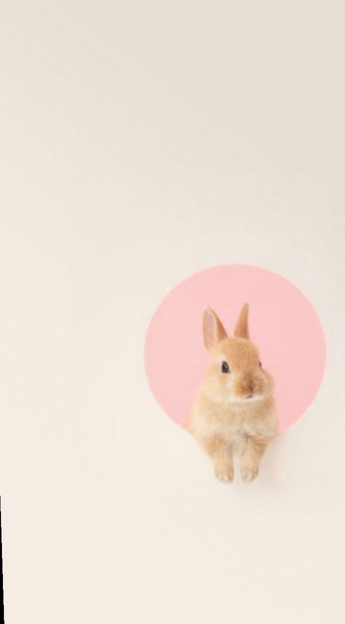 Cute But Dangerous Bunny iPhone Wallpaper HD  iPhone Wallpapers