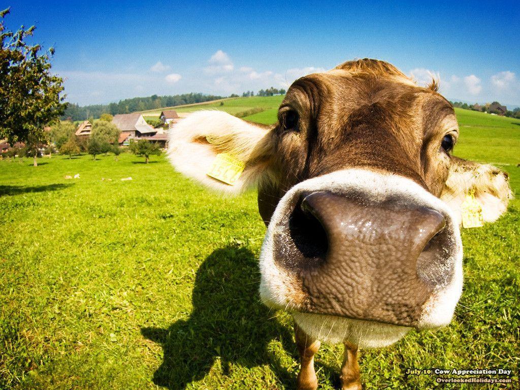 67108 Cow Wallpaper Images Stock Photos  Vectors  Shutterstock