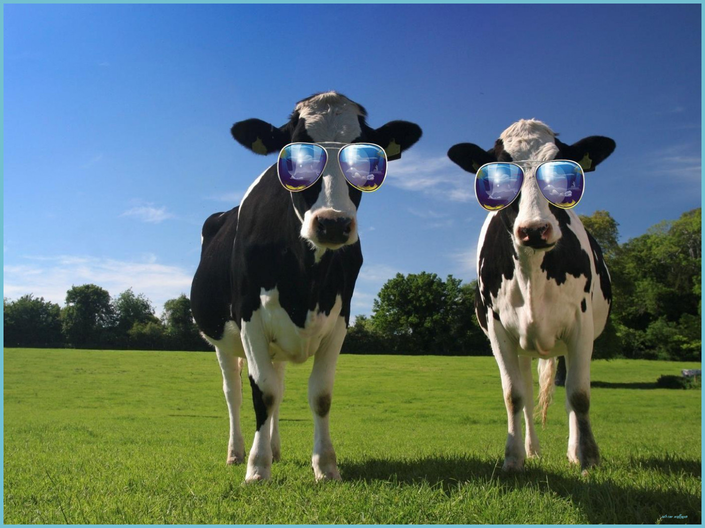 Update more than 58 wallpaper cute cows latest - in.cdgdbentre