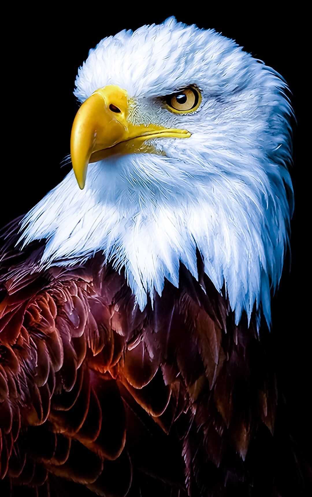 Bald Eagle eagles flags usa HD phone wallpaper  Peakpx