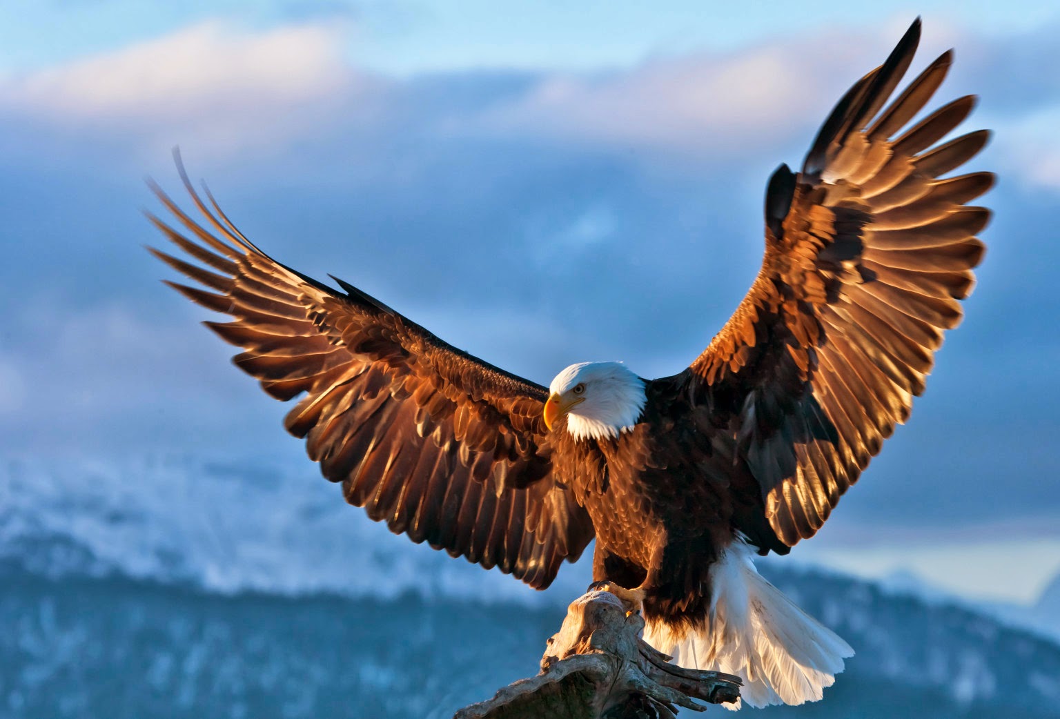 Eagle Wallpaper Pictures HD Images Free Photos 4K APK for Android Download
