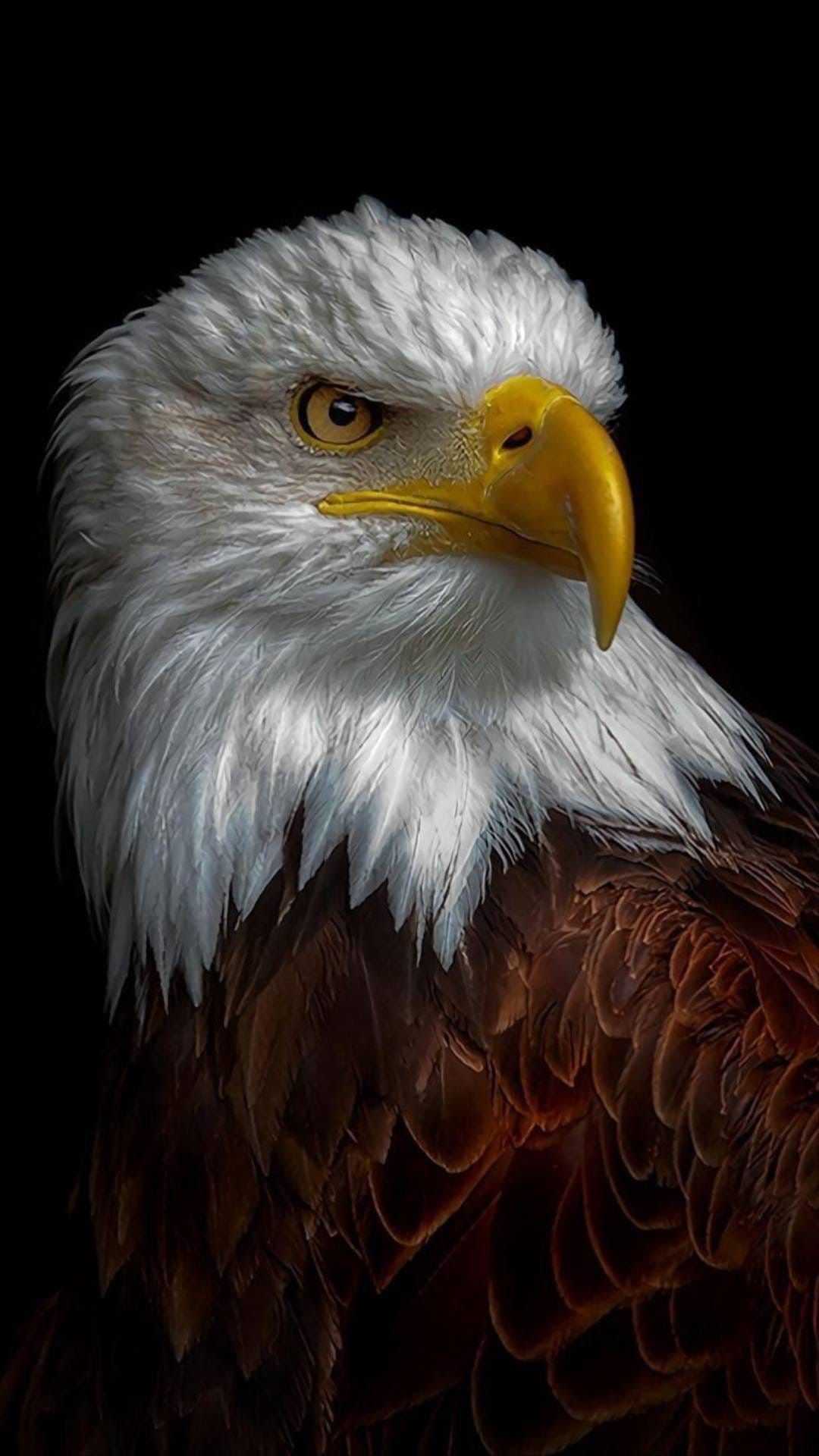 Download Eagle wallpapers for mobile phone free Eagle HD pictures