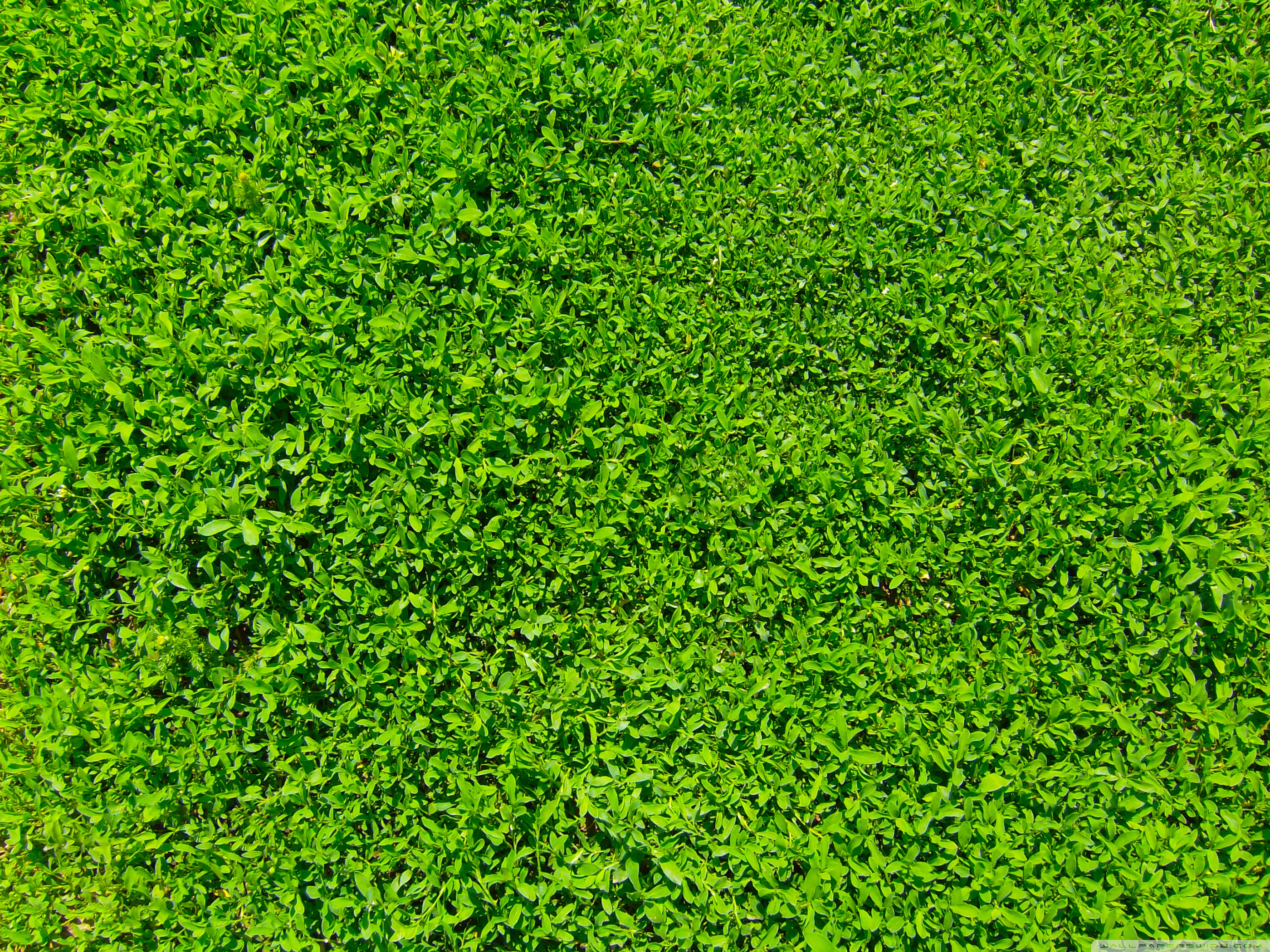 GRASS nature HD phone wallpaper  Peakpx