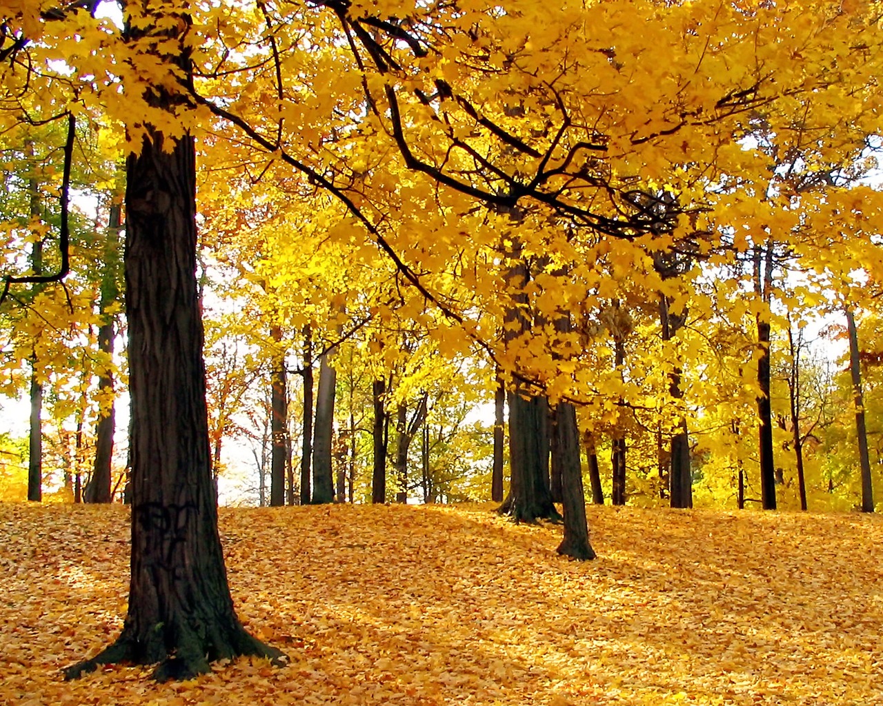 Золотой осенний лес