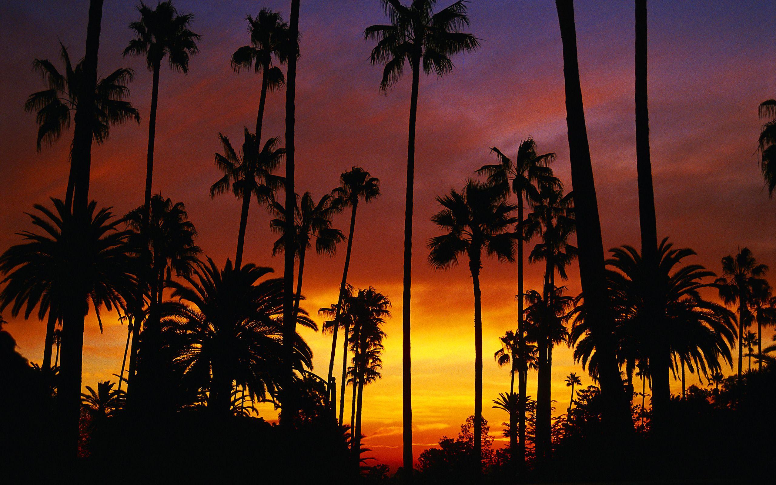 Los Angeles palm street HD phone wallpaper  Peakpx