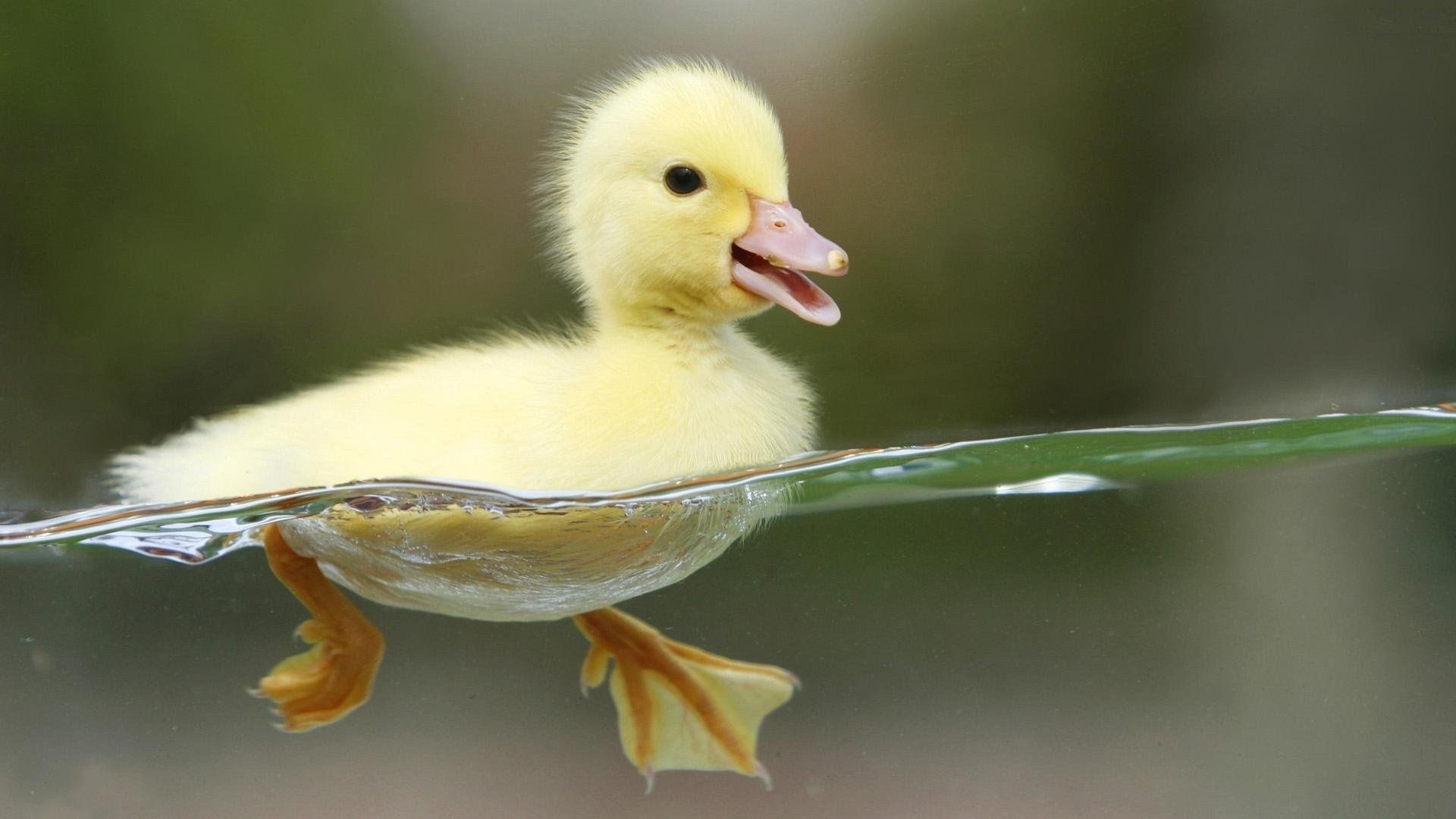 Sweet little duck swim  HD wallpaper