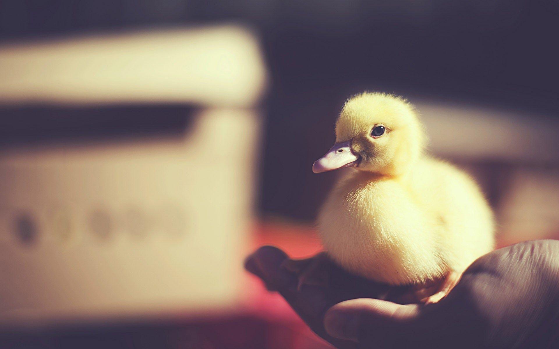 Cute Duck Aesthetic Wallpaper APK for Android Download