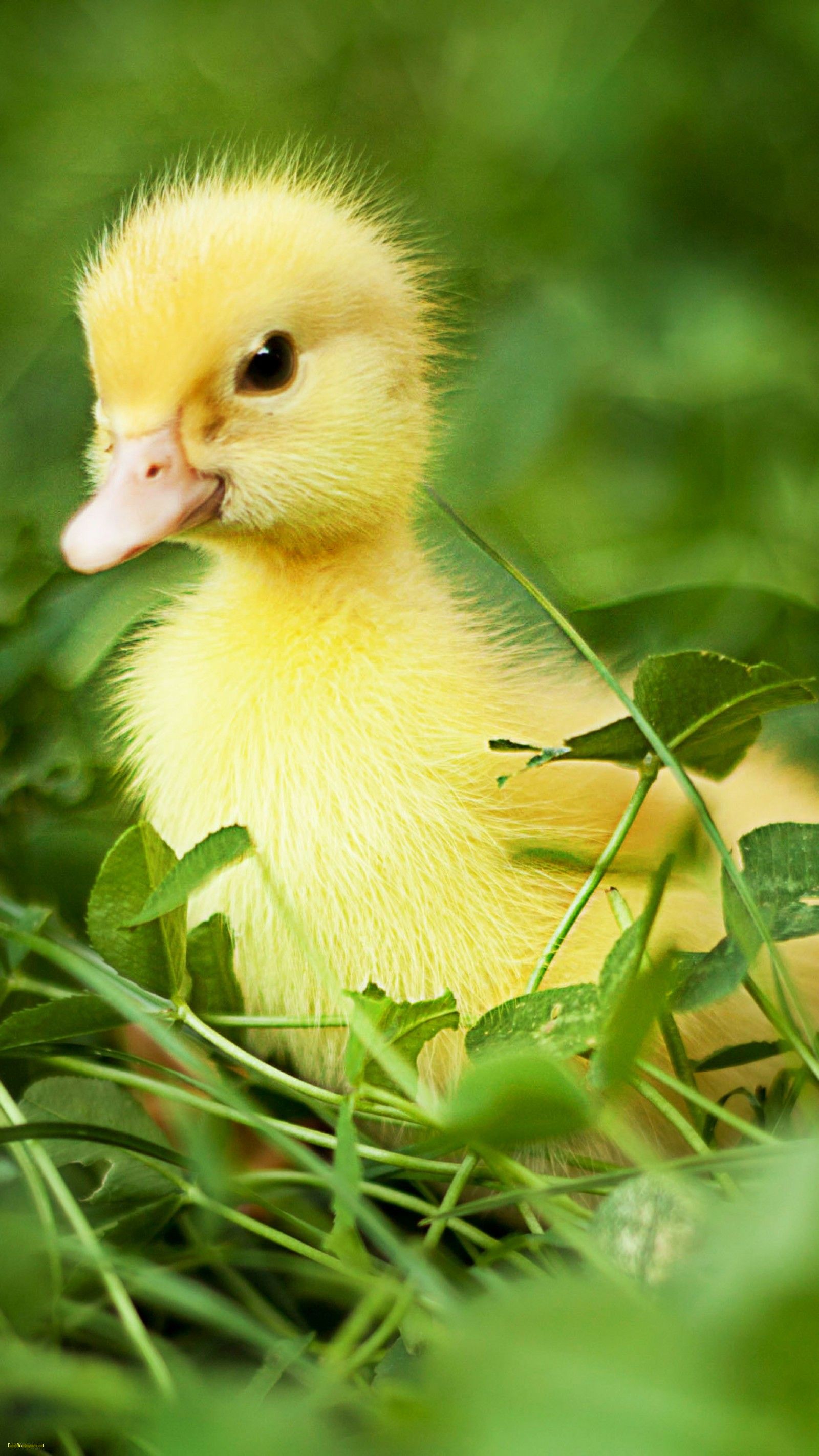 Best 500 Duck Pictures  Download Free Images  Stock Photos on Unsplash