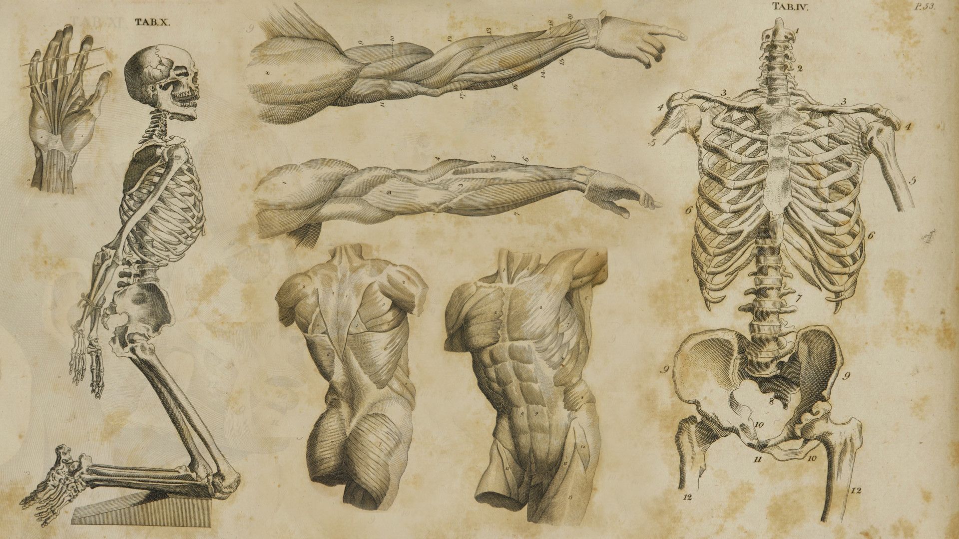 Anatomy Wallpapers on WallpaperDog