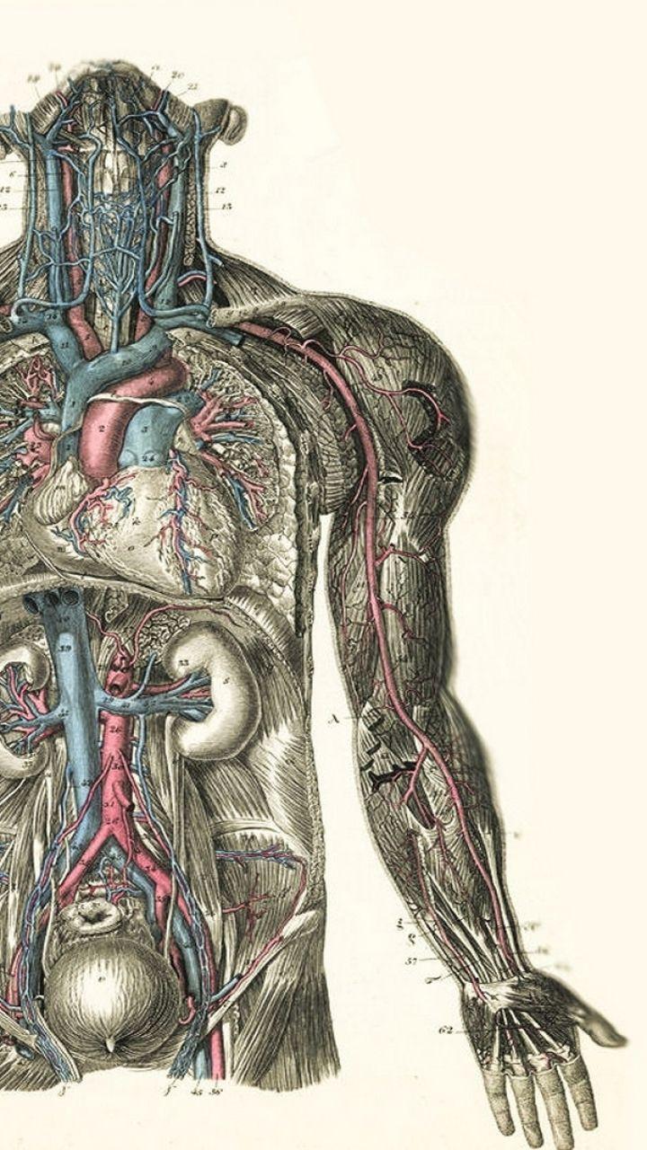 human anatomy wallpaper desktop