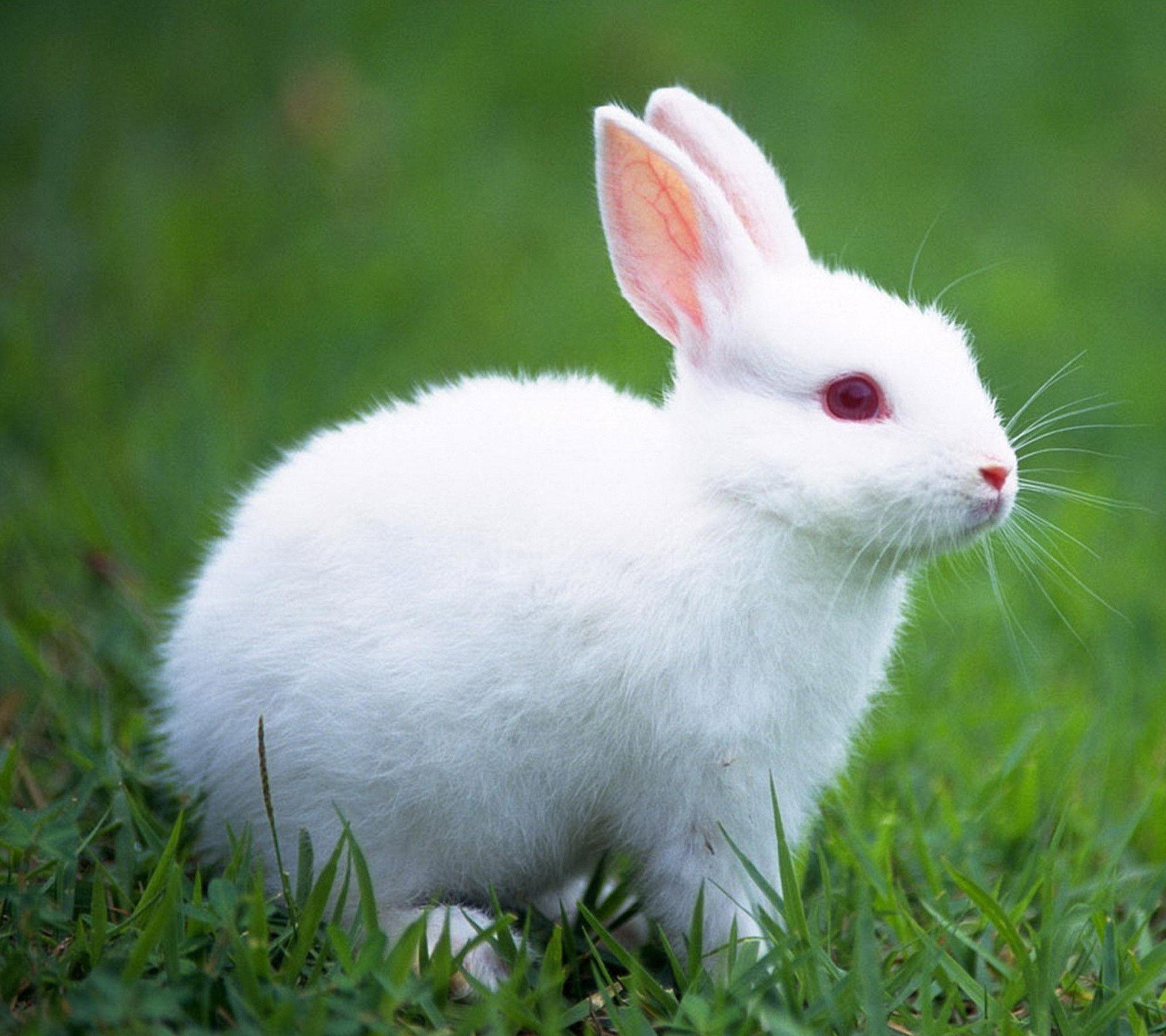 HD wallpaper: Bunny, rabbit, cute bunny, bujnny, animals | Wallpaper Flare