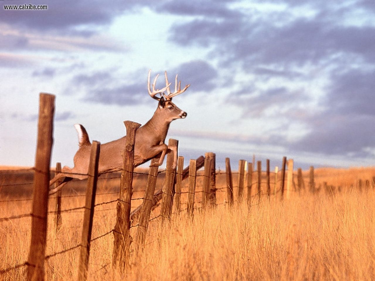Deer hunting iphone buck HD wallpaper  Pxfuel